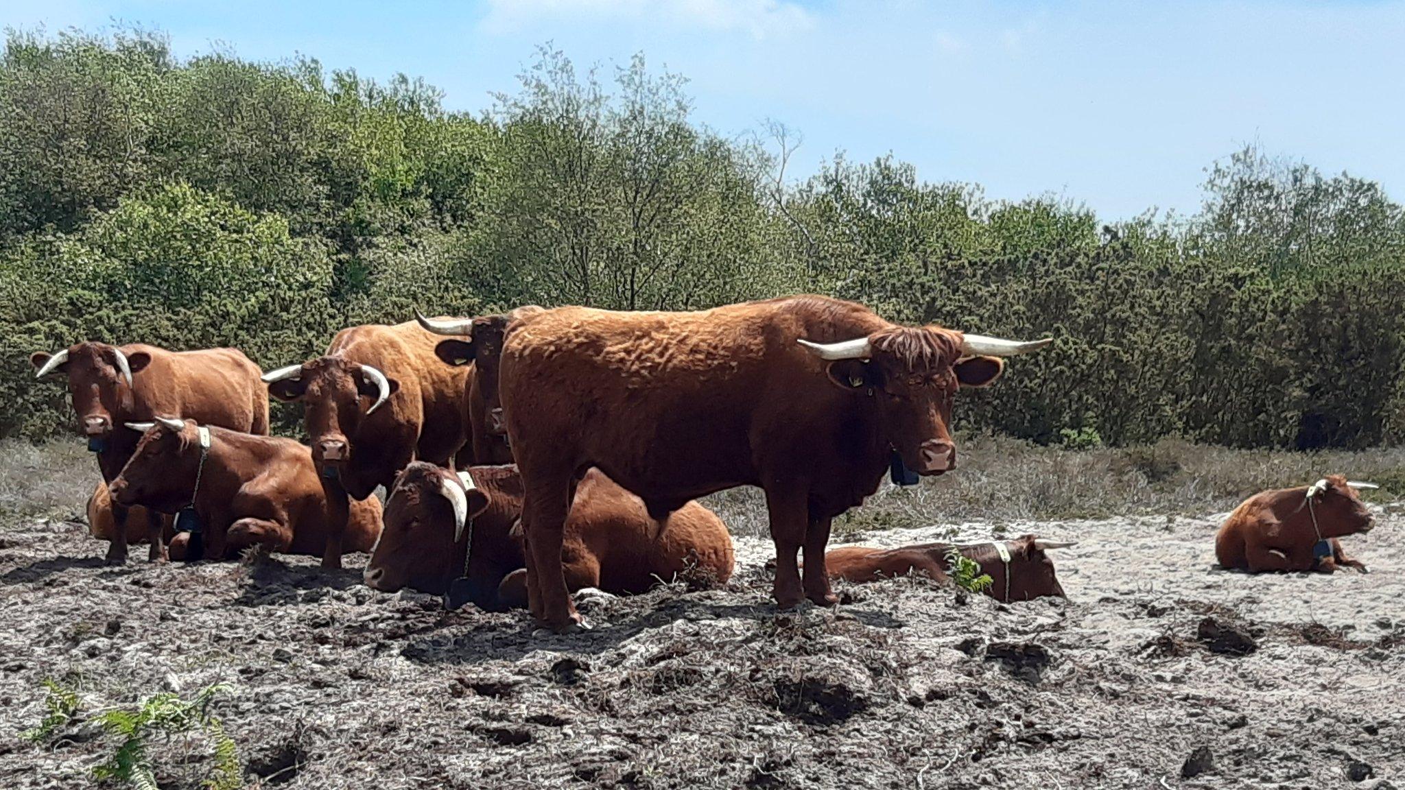 Cows in Studland Bay