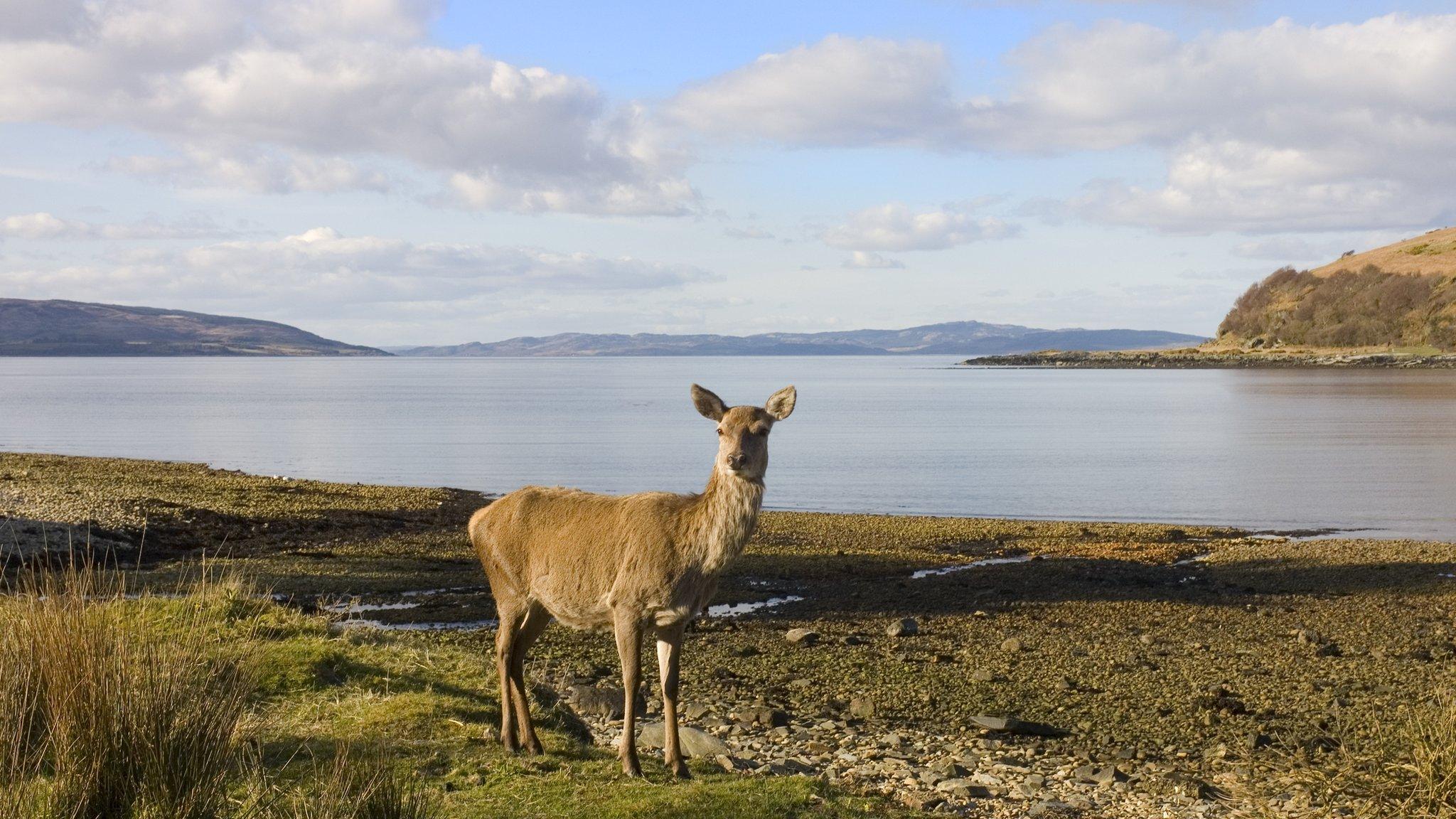 red deer near the shore