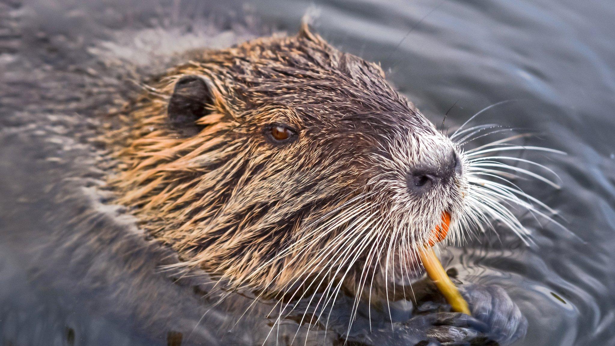 Beaver