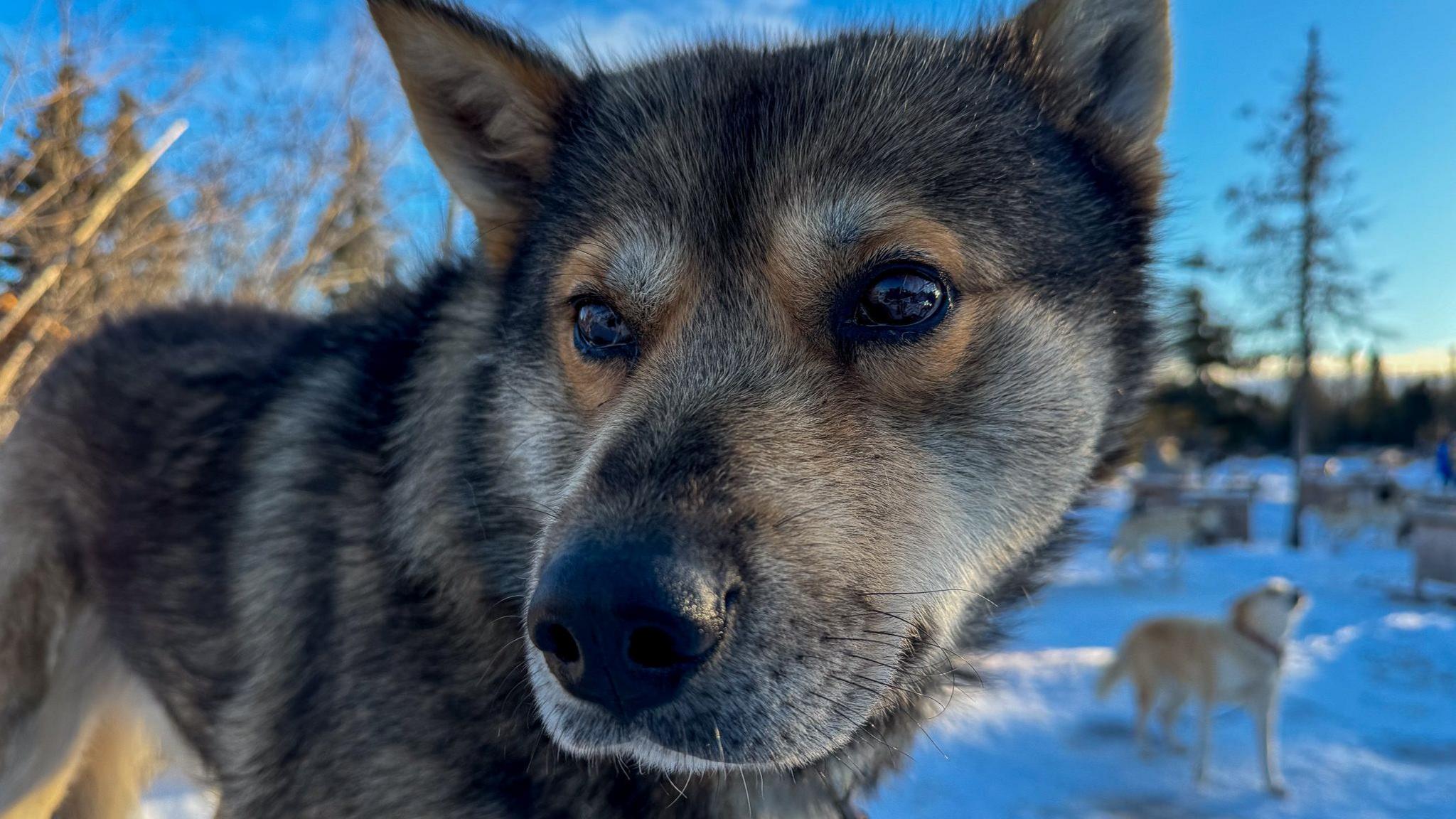 Image shows a close-up on the face of a sled dog. The scene is snowy and there are other dogs in the background.