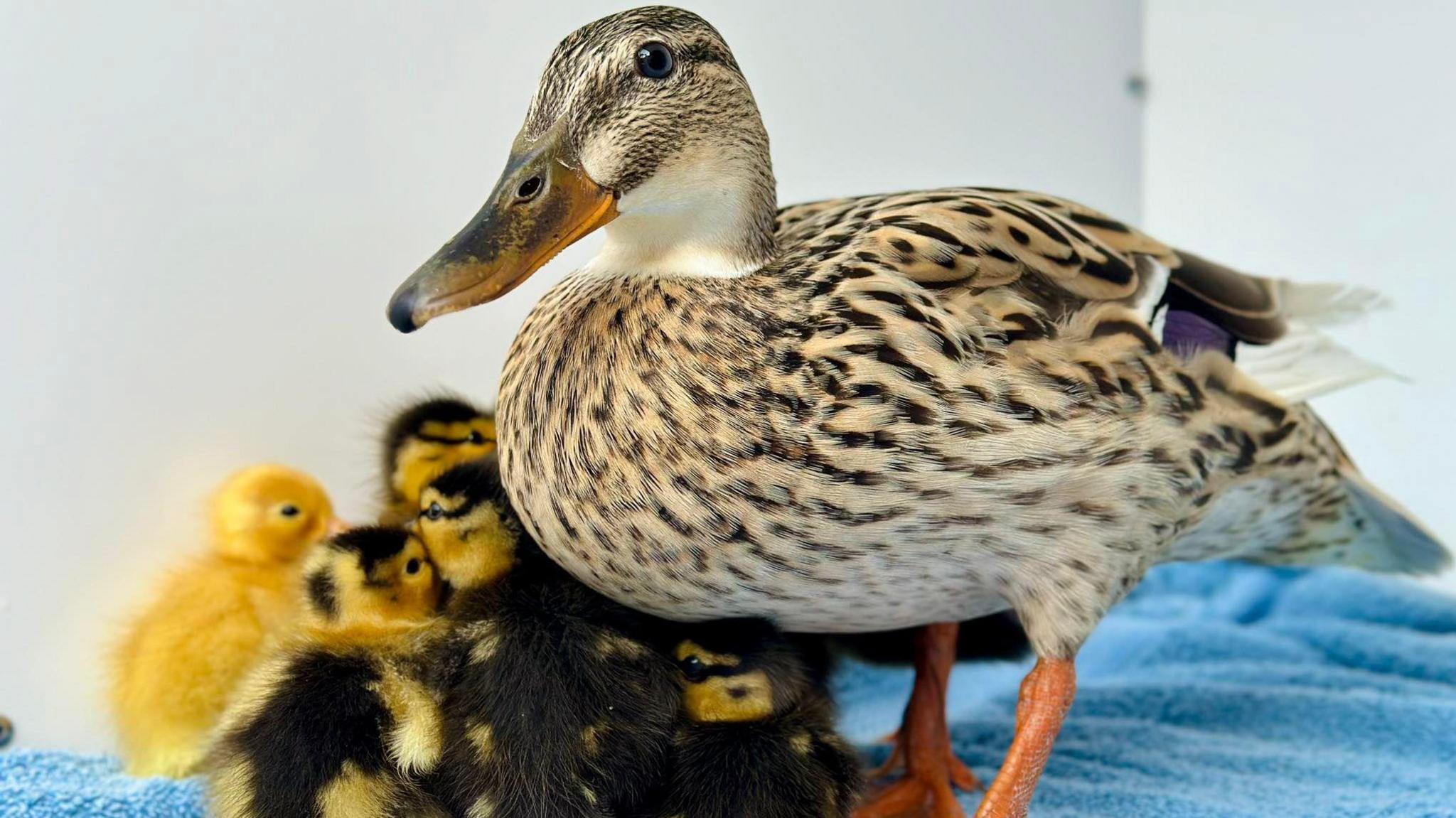 A duck and a group of yellow and black ducklings sat on a blue blanket inside