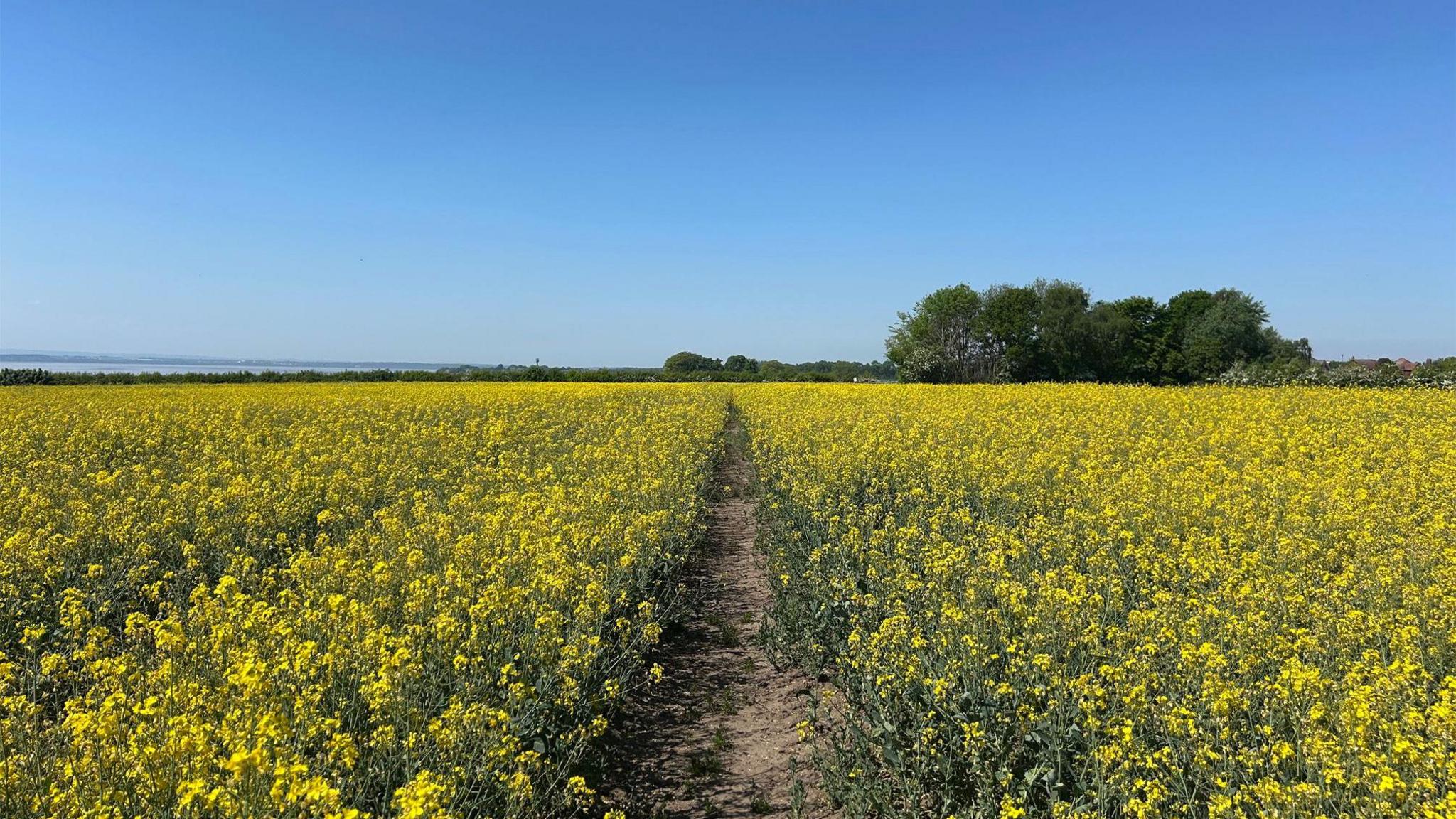 A narrow footpath leads through a field of yellow Rapeseed set against a blue sky on a sunny day. It leads to an area of trees directly ahead. To the left is the River Mersey.