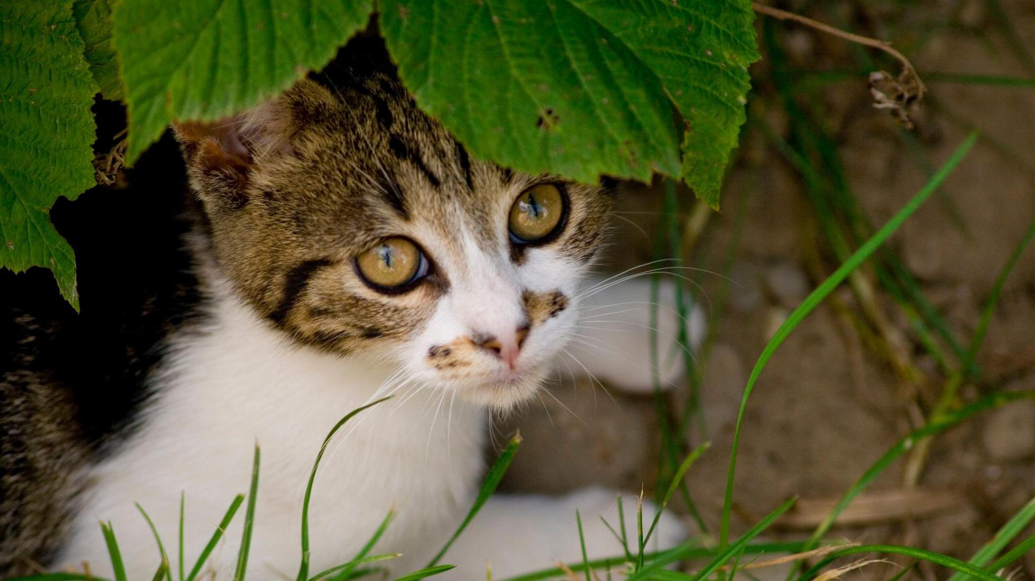 A tortoiseshell cat with mainly white fur is looking out from underneath a shady bush.
