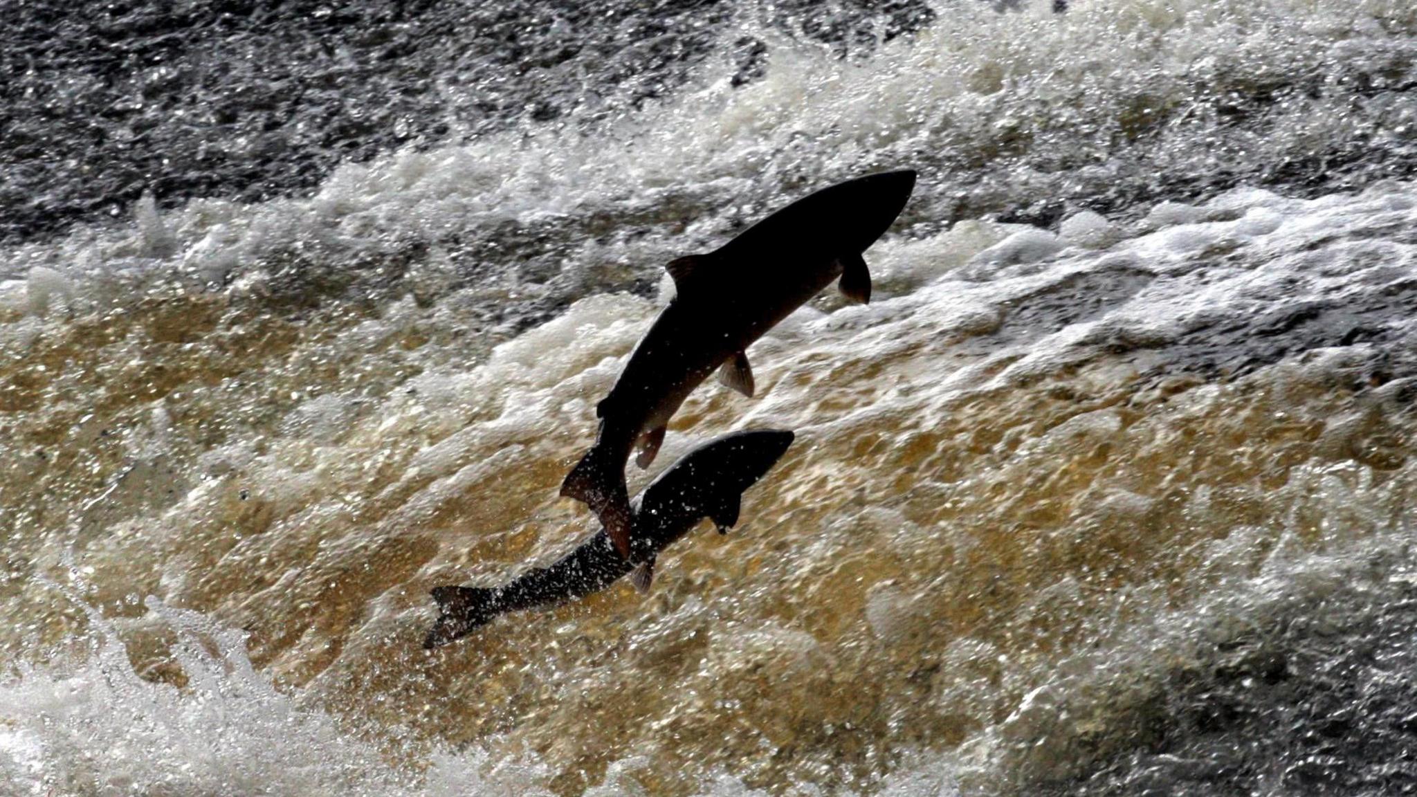 Atlantic salmon try to make their way up stream.