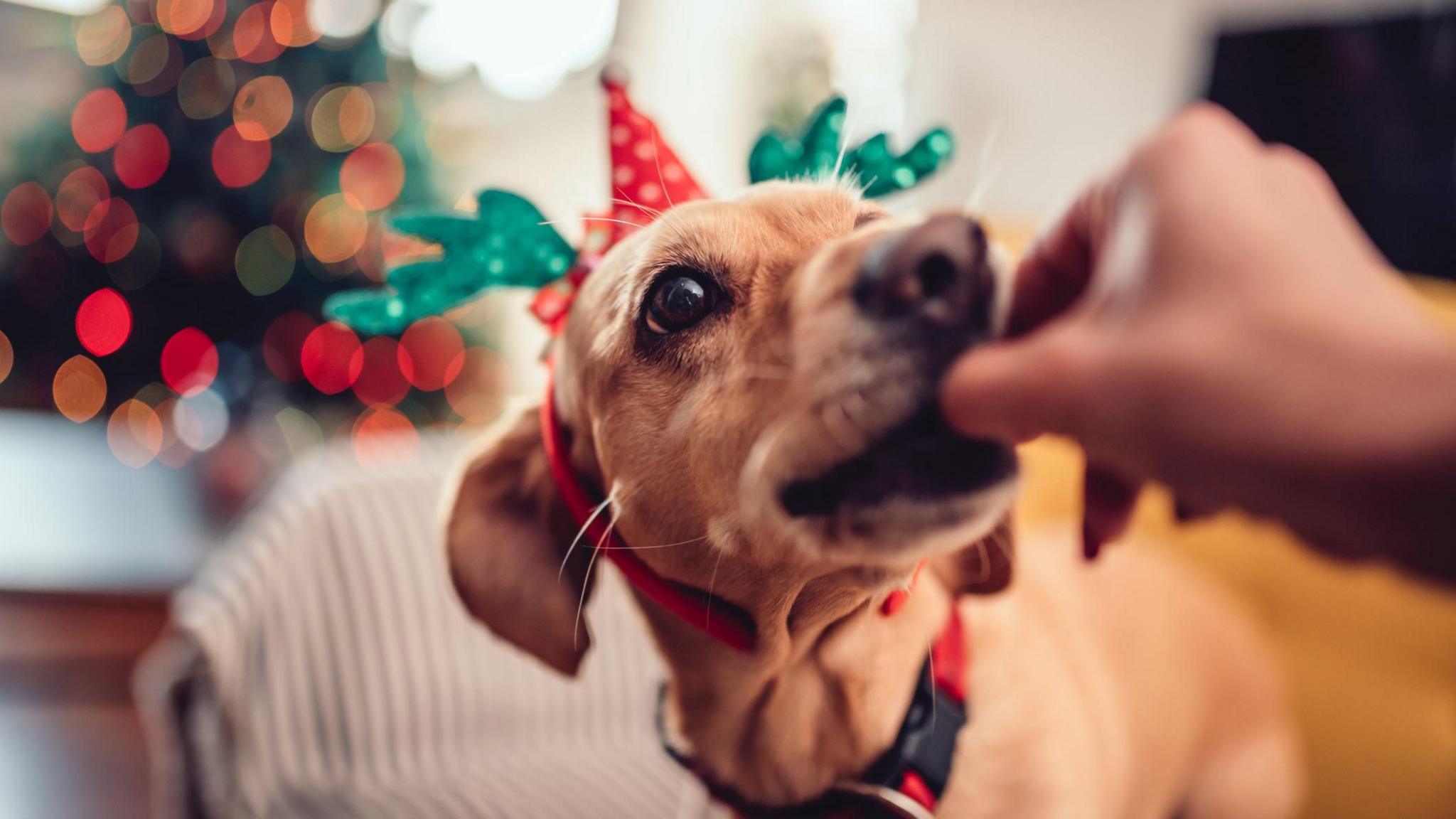 A short-haired dog with light brown fur is wearing sparkly green antlers and a red collar. They are taking a treat with their mouth from a human's blurred hand in the foreground. In the background is a blurry Christmas tree 