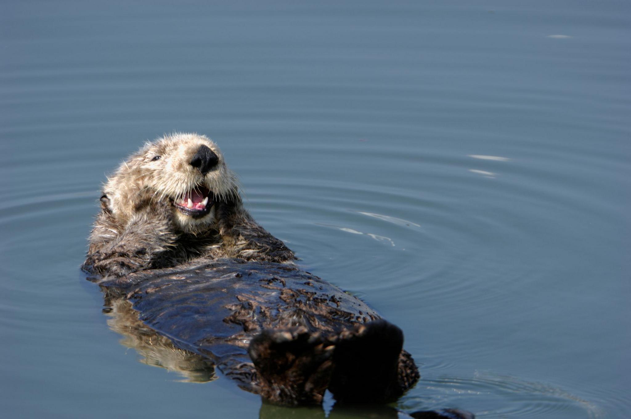 Sea otter floating on its back in water with its mouth open like it's smiling