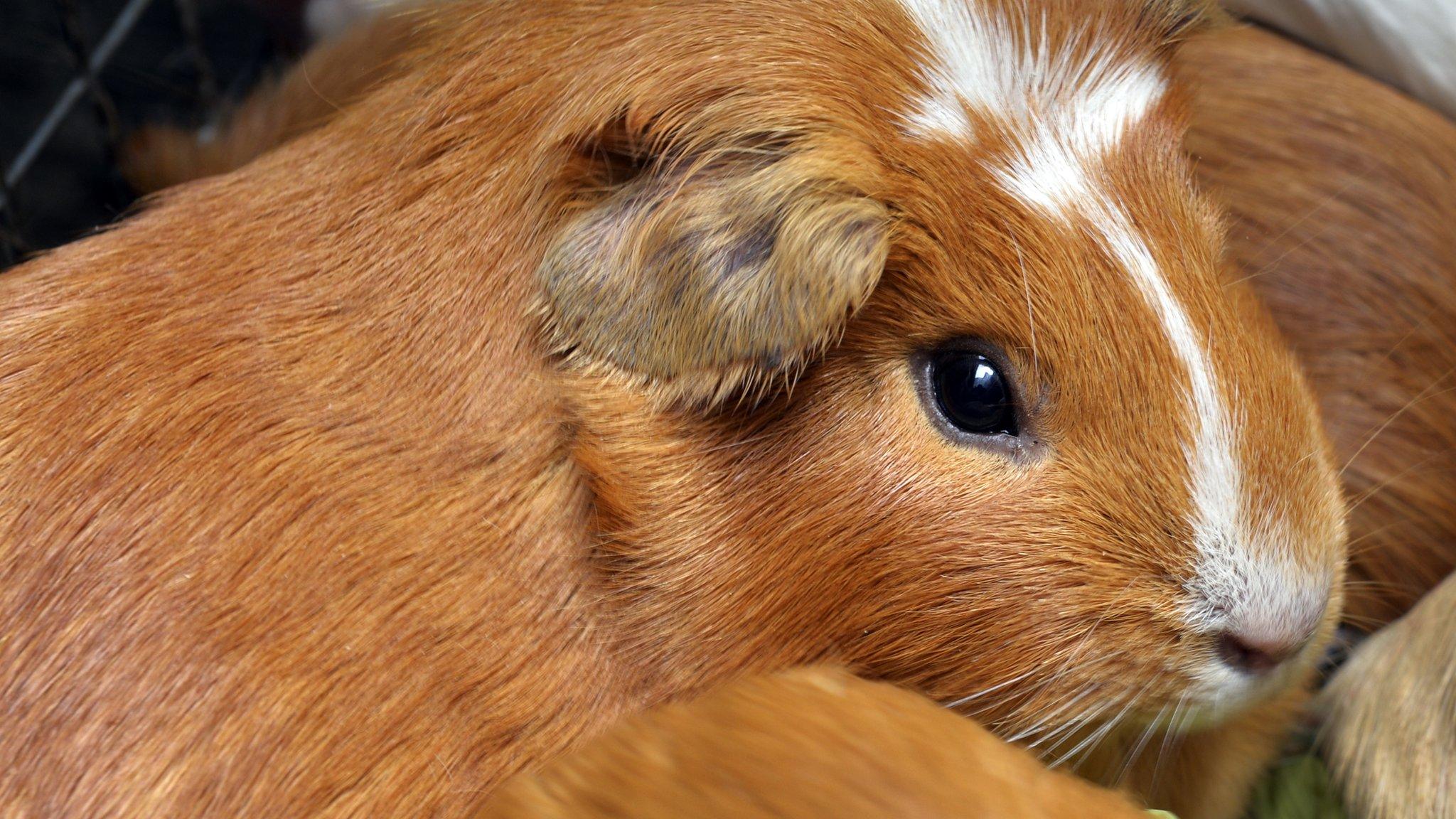 Guinea pigs, or cuyes, on sale at a popular market in Lima. Peru: 2014