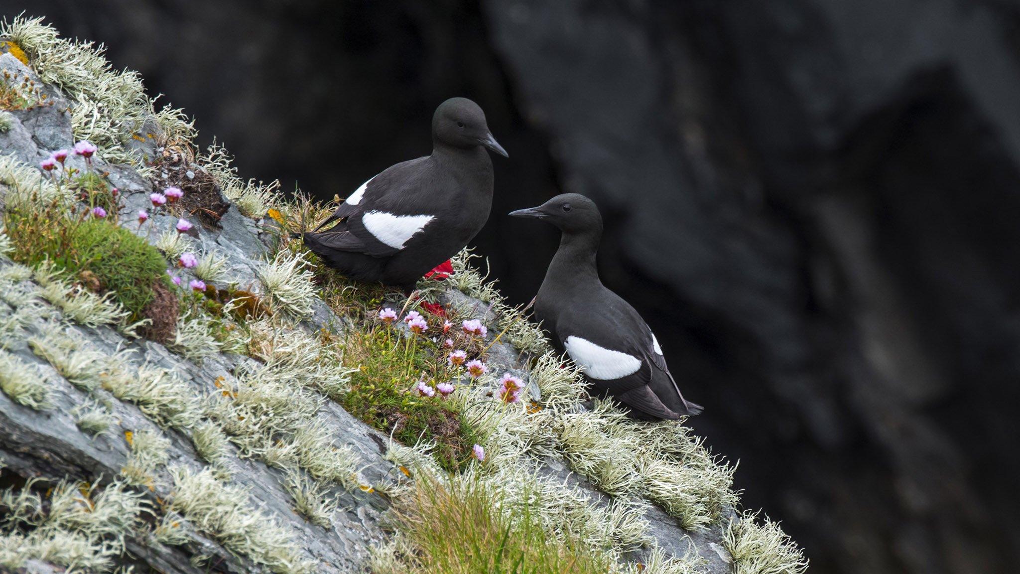 Black guillemots