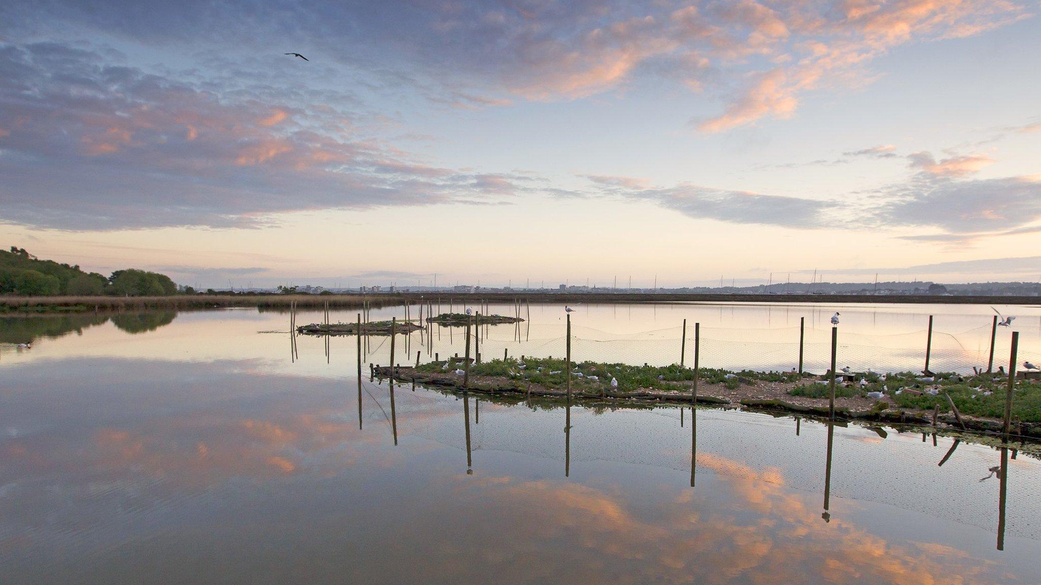 Brownsea Island nature reserve