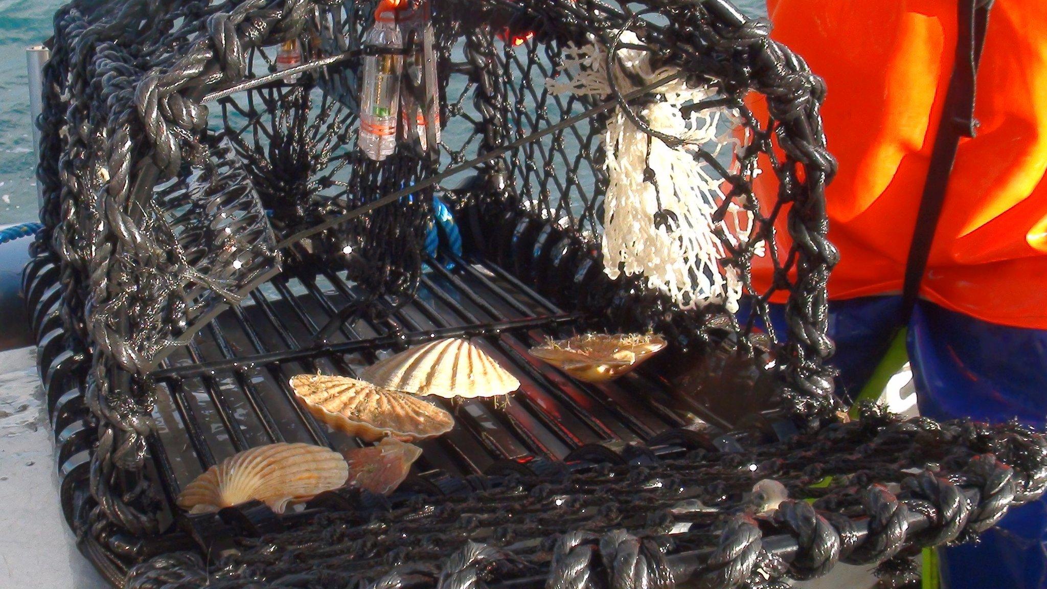 Scallop and crab pot with light