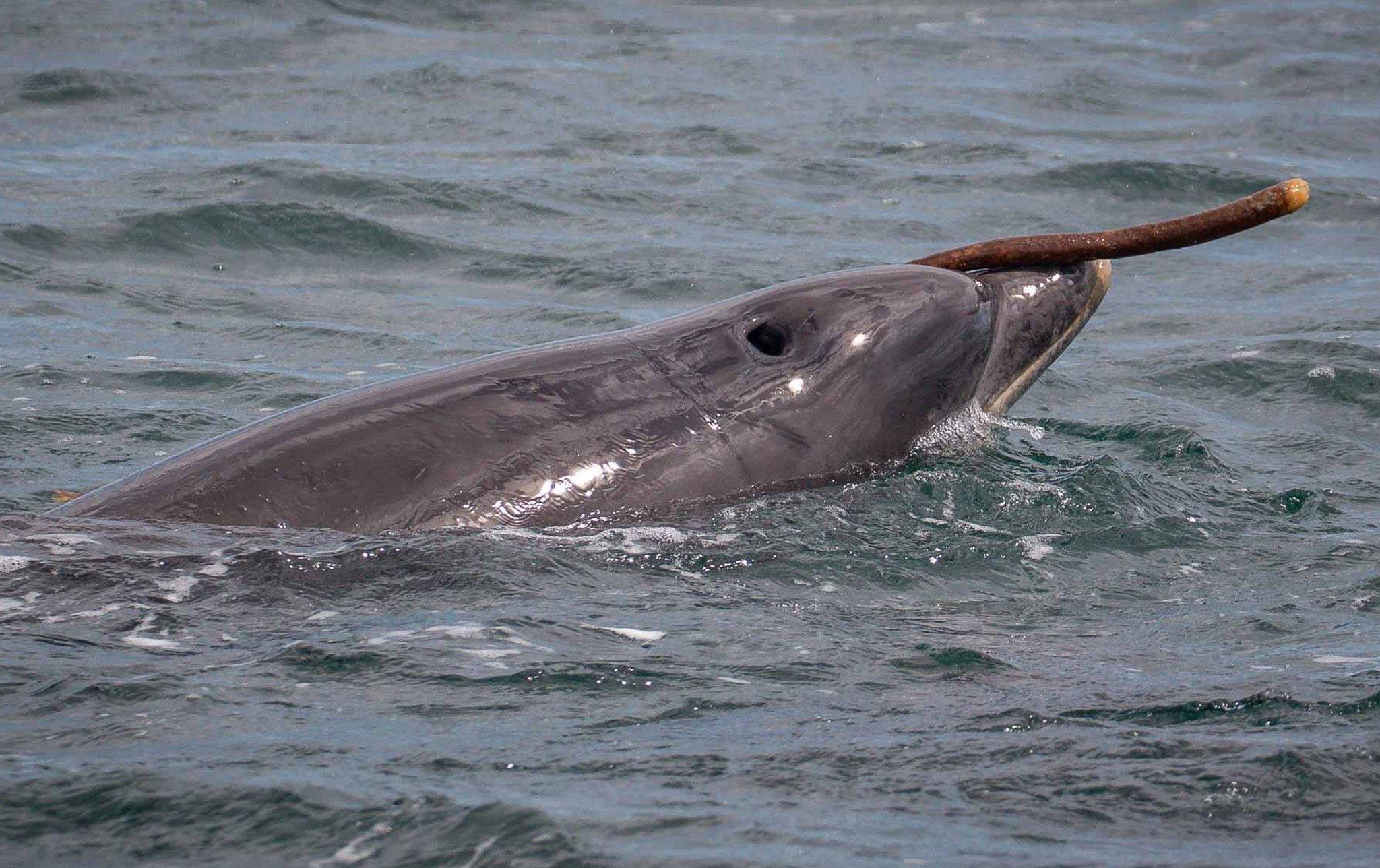 Bottlenose dolphin Kenobi playing with seaweed