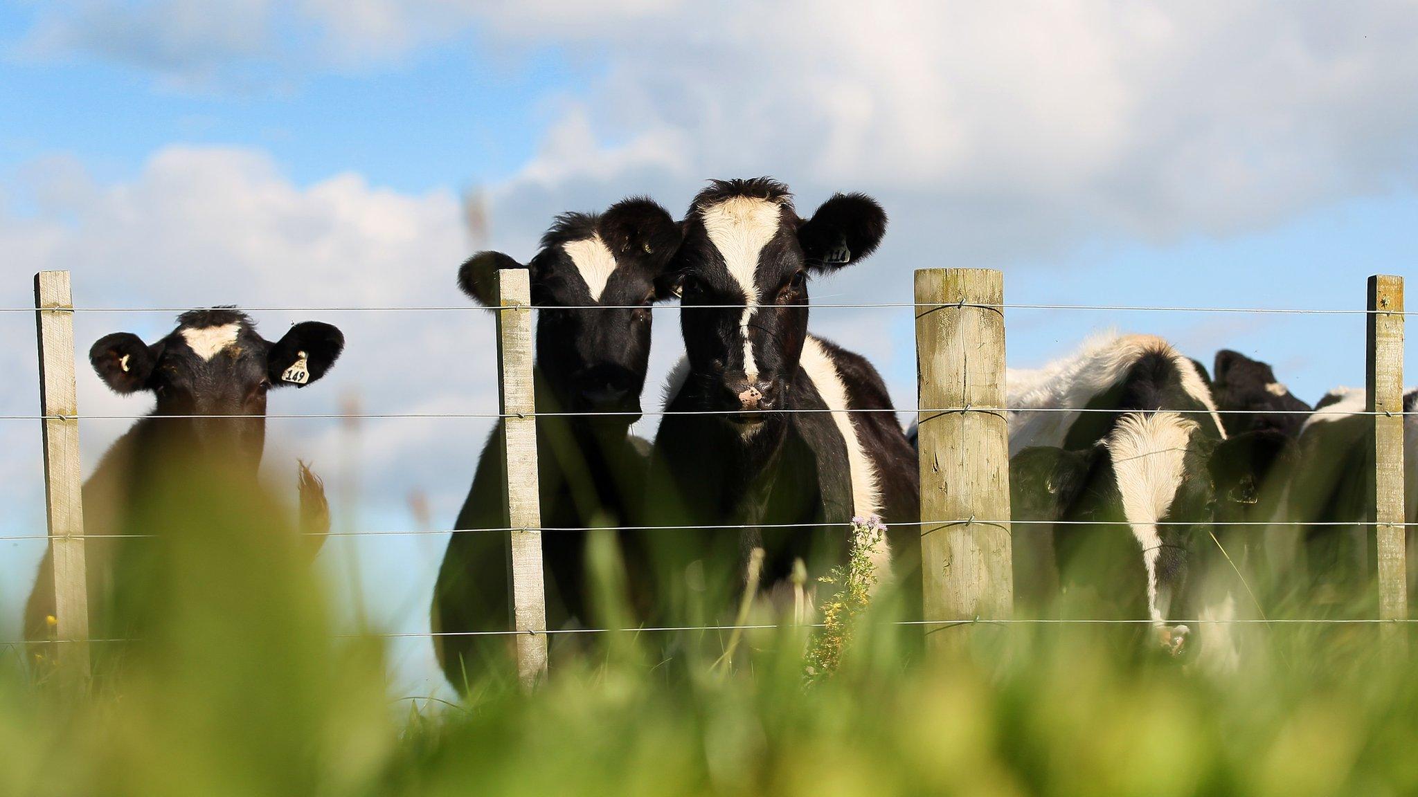 Cows on New Zealand farm