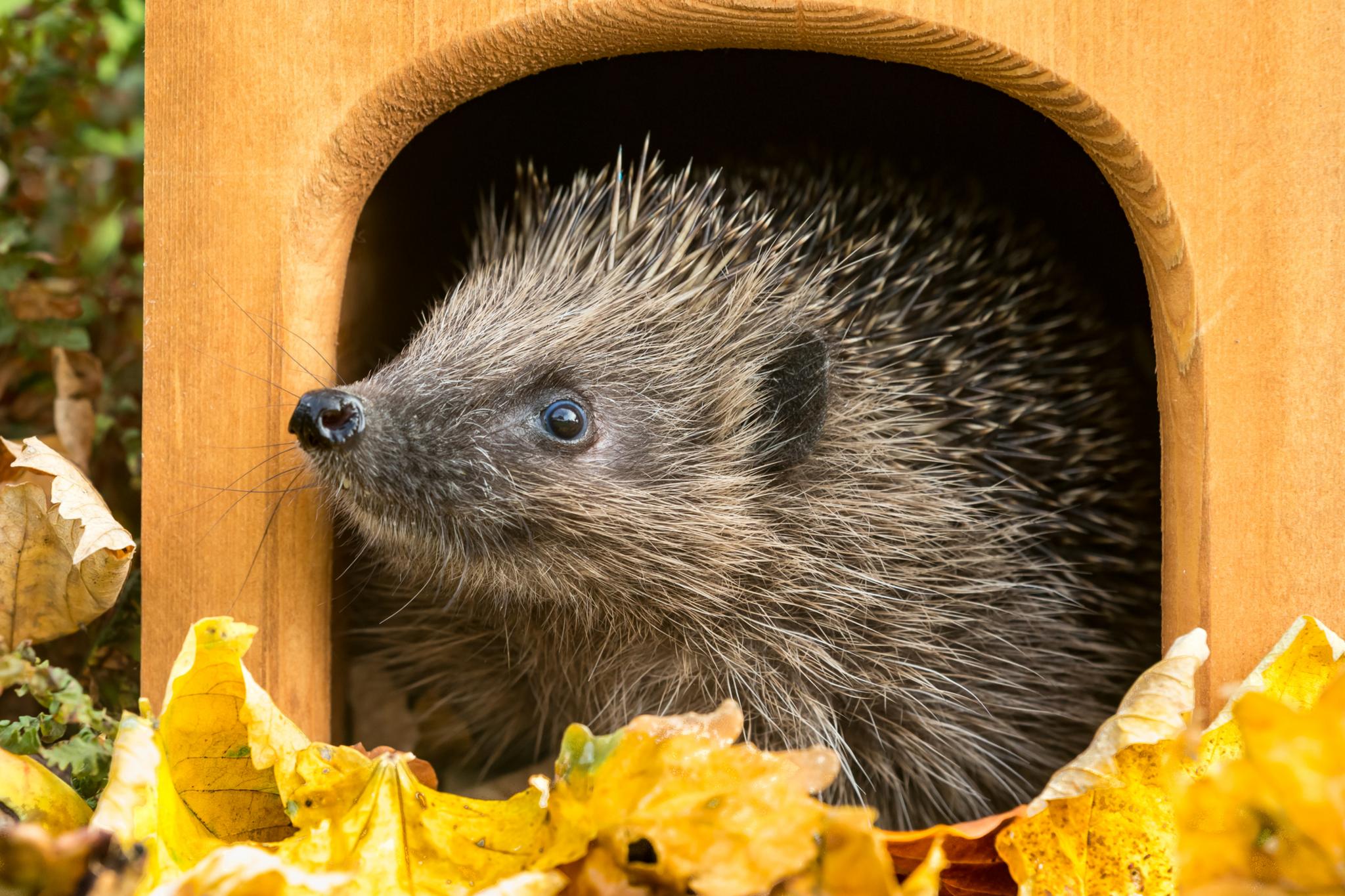 Hedgehog