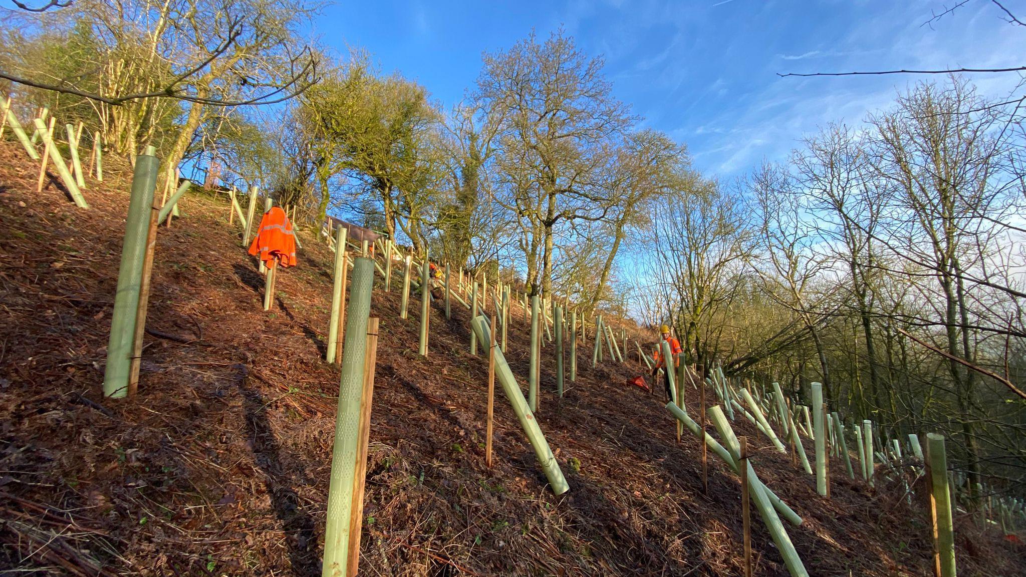Saplings spaced out on a bank wrapped in protective plastic