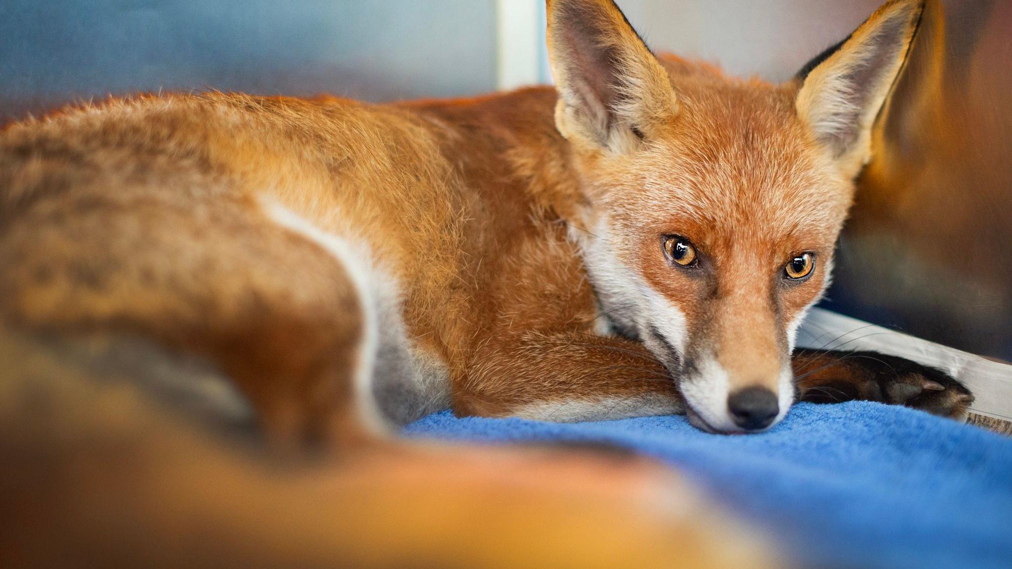 A young fox is looking directly at the camera with yellow and black eyes. It is lying on a blue blanket and has pointed ears, orange fur, a white belly and black fur around its paws and legs.