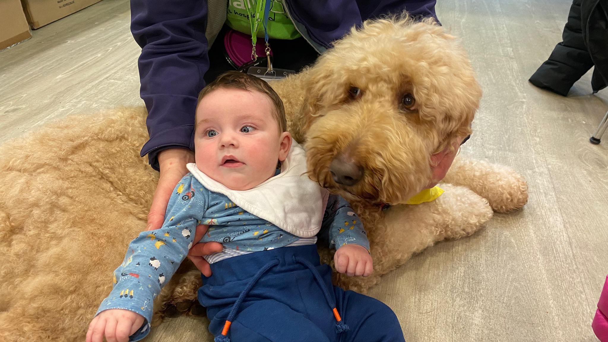 A golden coloured labradoodle is lying next to a young child on the floor. 