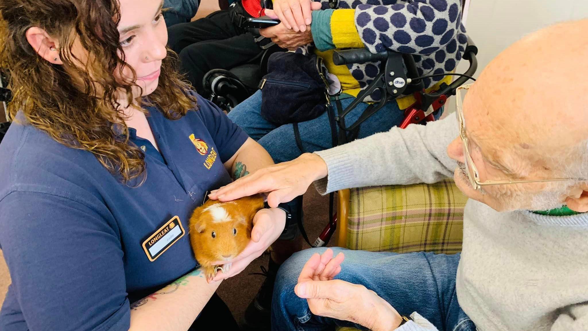 An elderly man strokes a guinea pig which is being held by a woman in a Longleat-branded t-shirt.