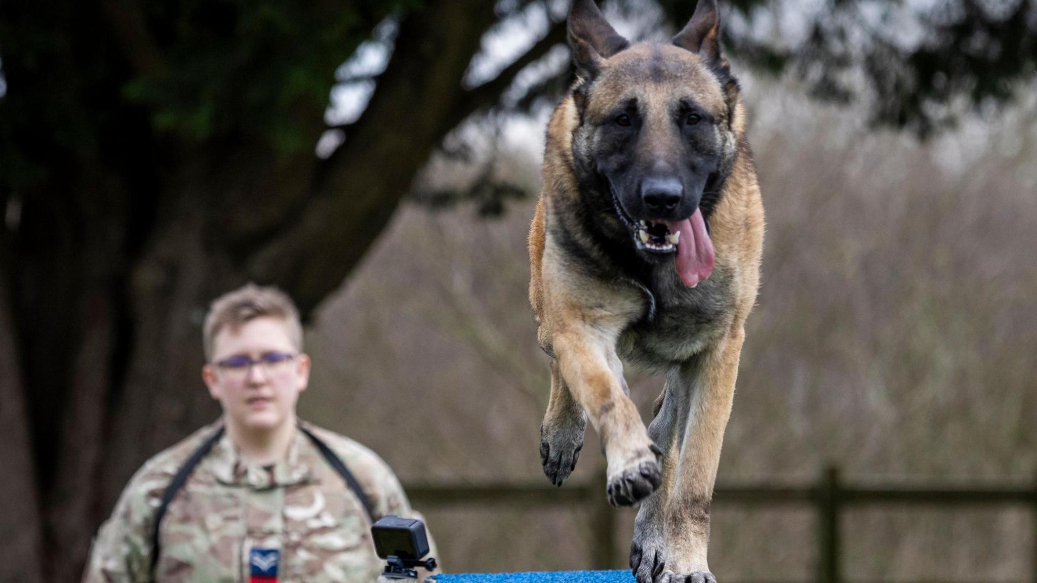 police dog with handler