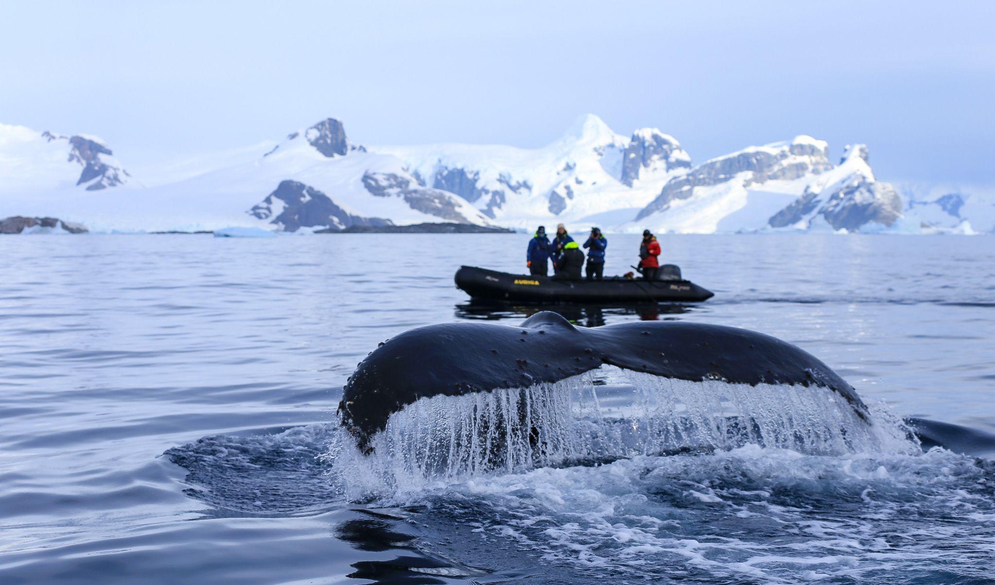 Humpback whale seen from a boat