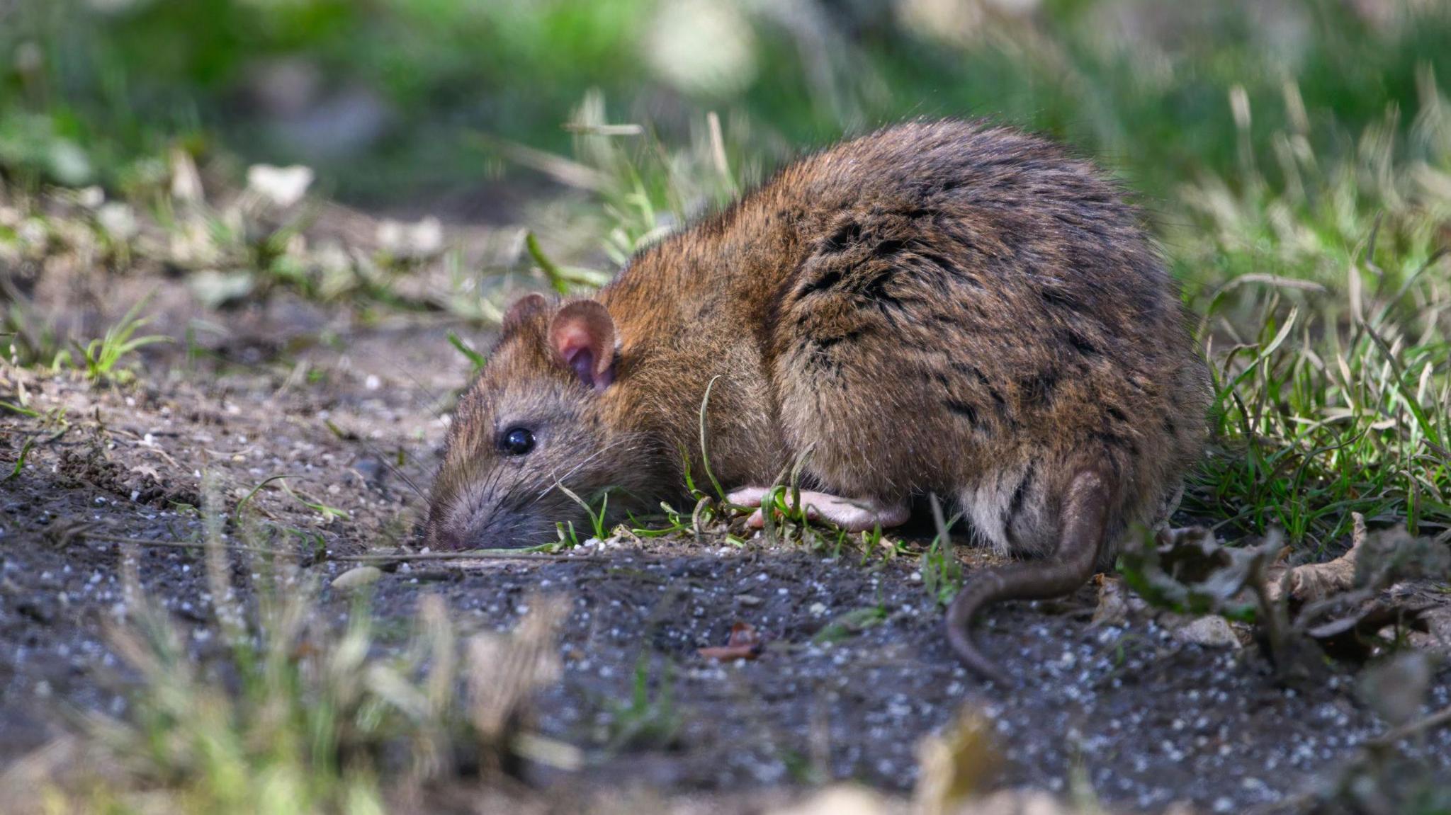 A brown rat sniffing the ground in a garden.