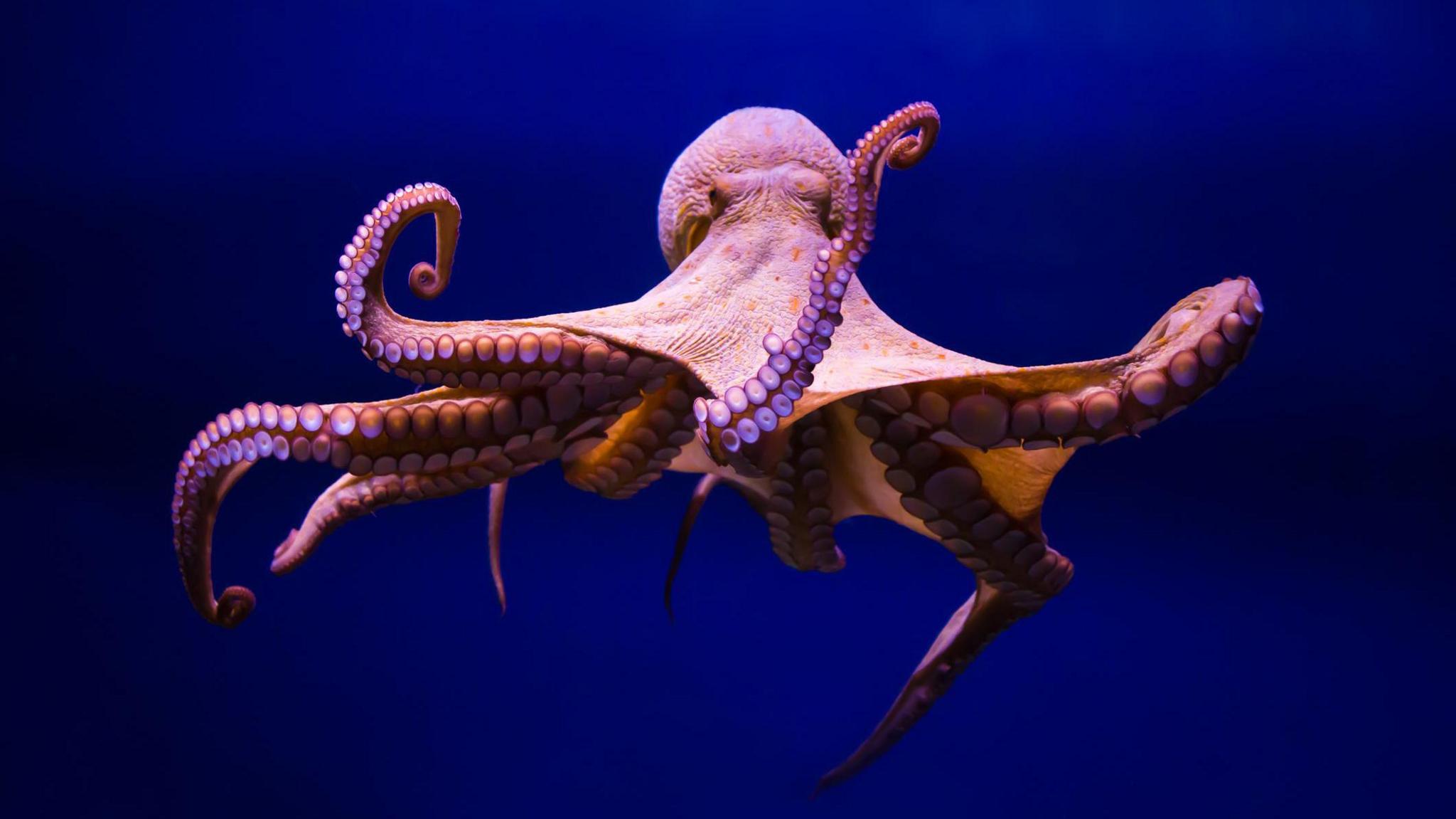 a common octopus floating in a dark blue ocean