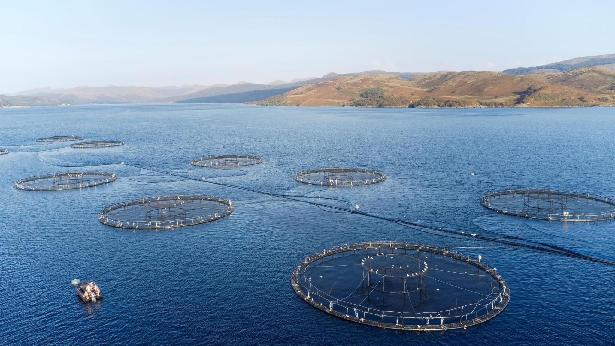 Aerial footage shows several pens at an operational fish farm in Loch Tay. Circular fish enclosures are visible in the blue water, with hills in the background