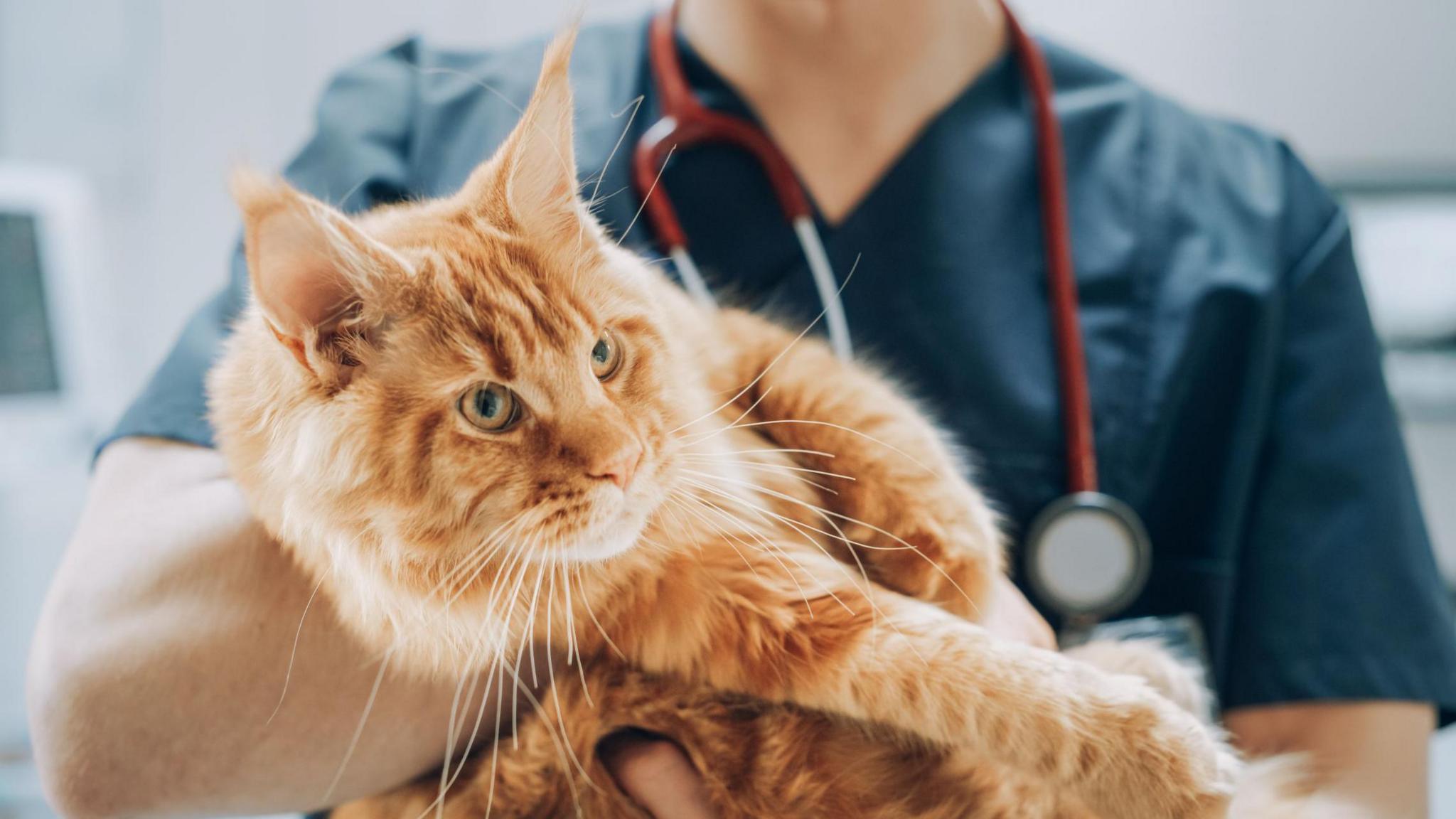 Cat at vets