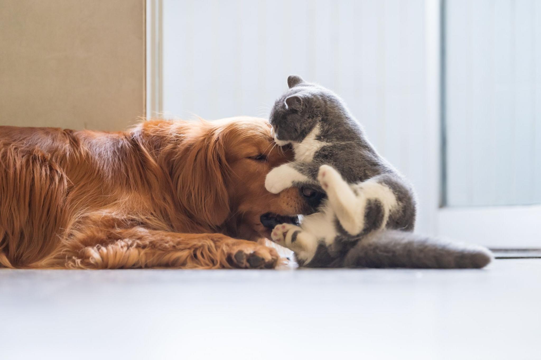 A golden dog plays with a grey and white cat 