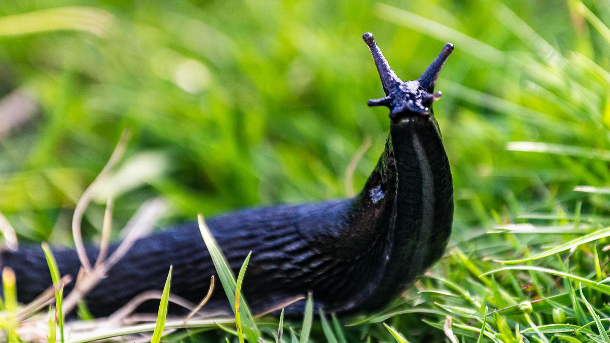 slug in some grass