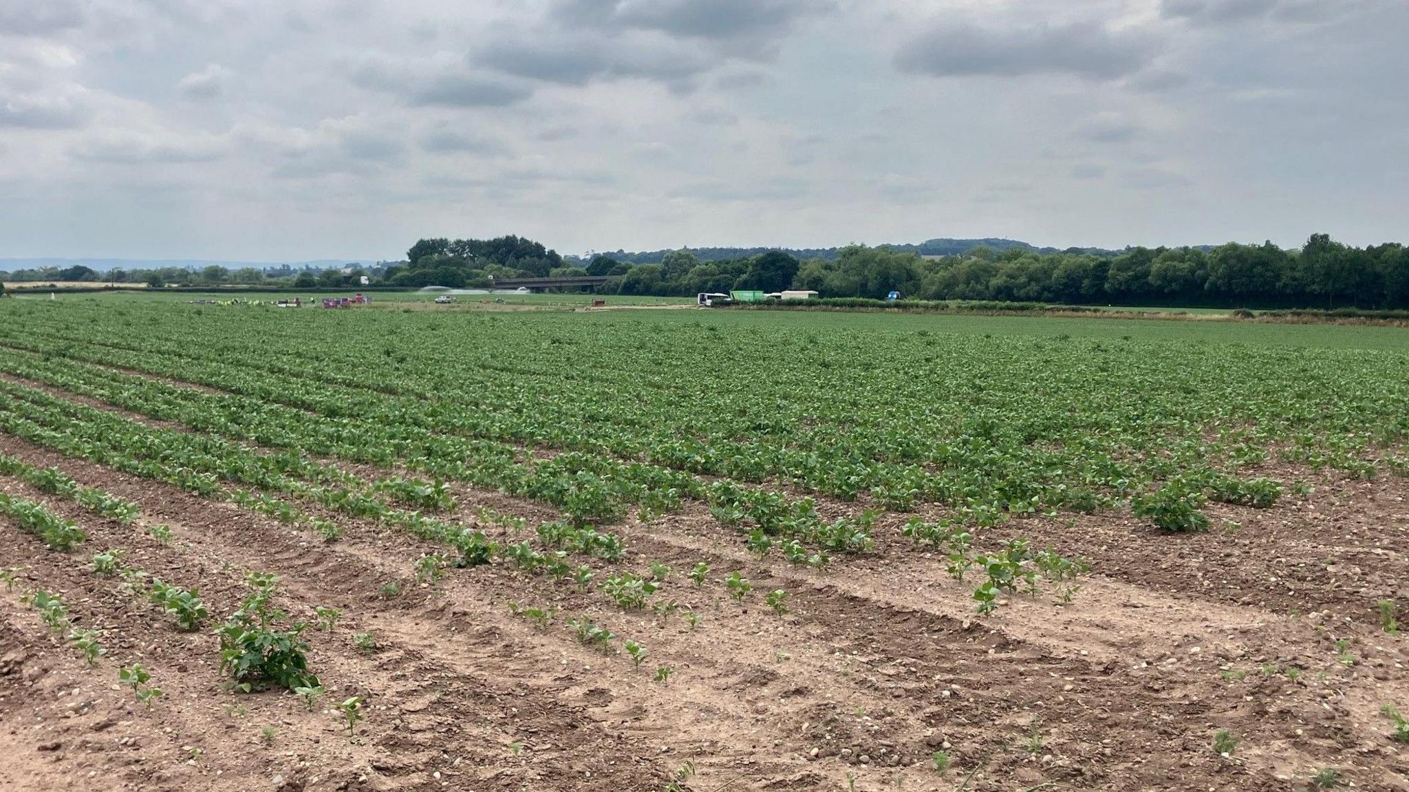 A field of crops, with trucks and agricultural workers just visible in the distance as well as an irrigation sprayer.