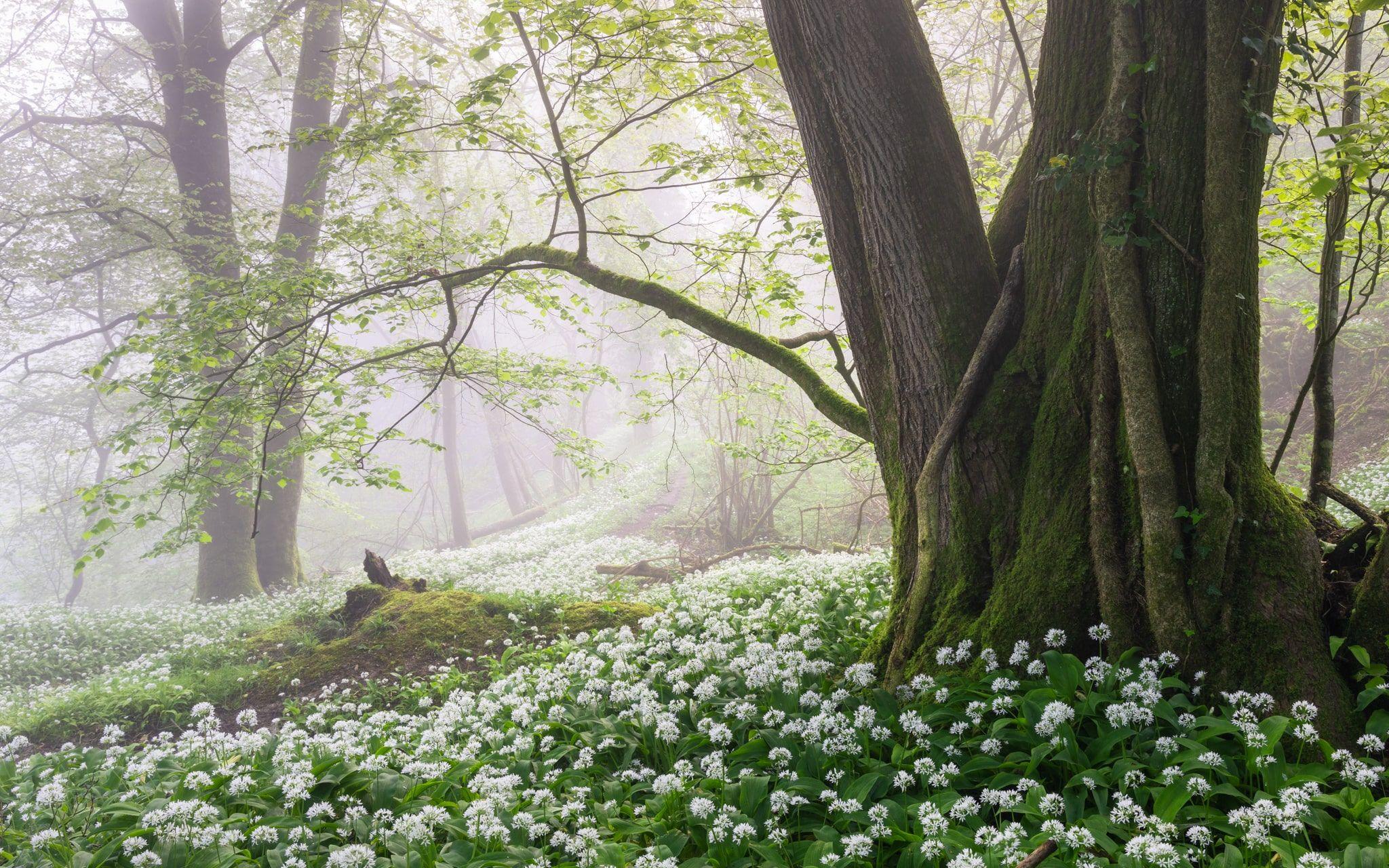 White flowers from wild garlic at the base of a large, moss-covered tree.