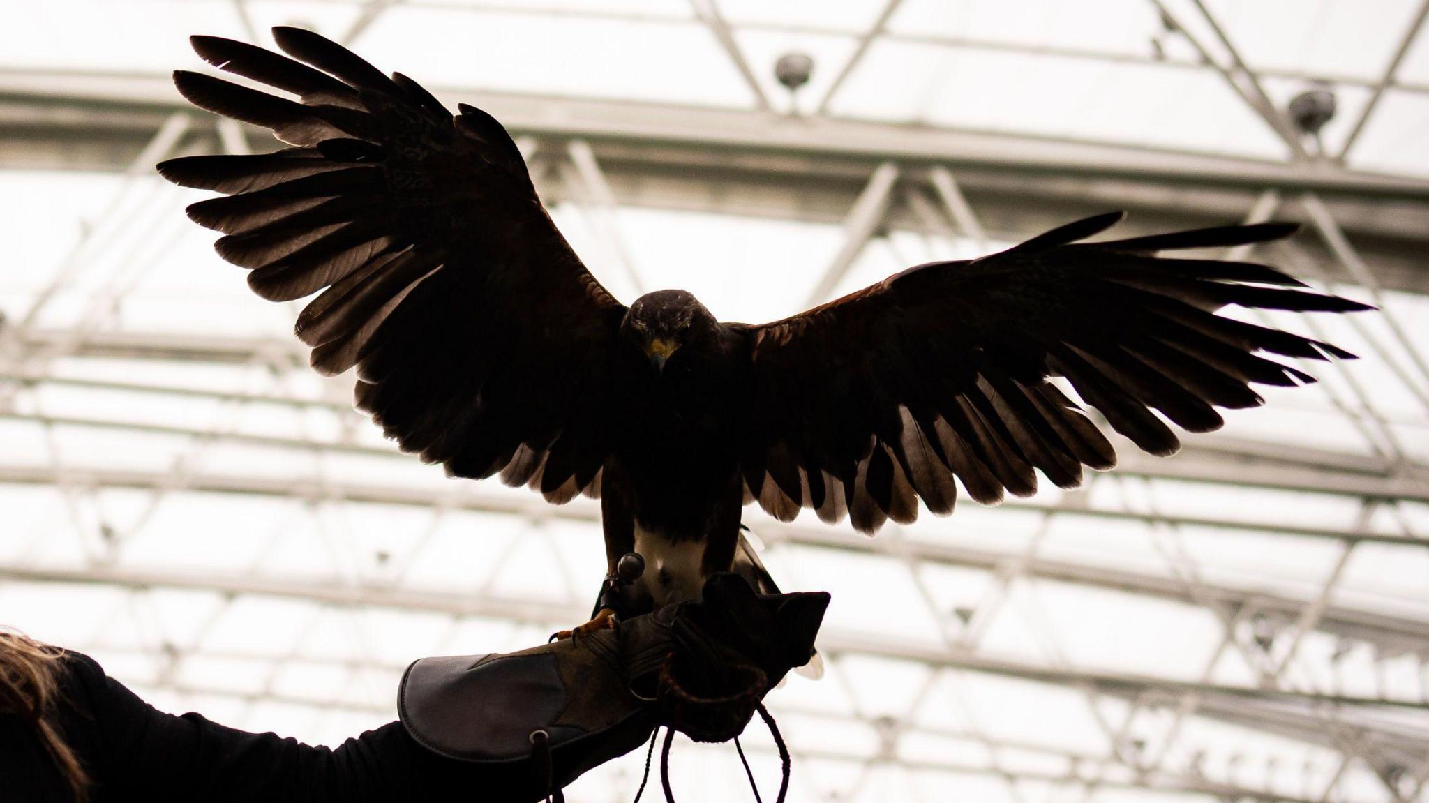 Stock photo of a Harris's hawk