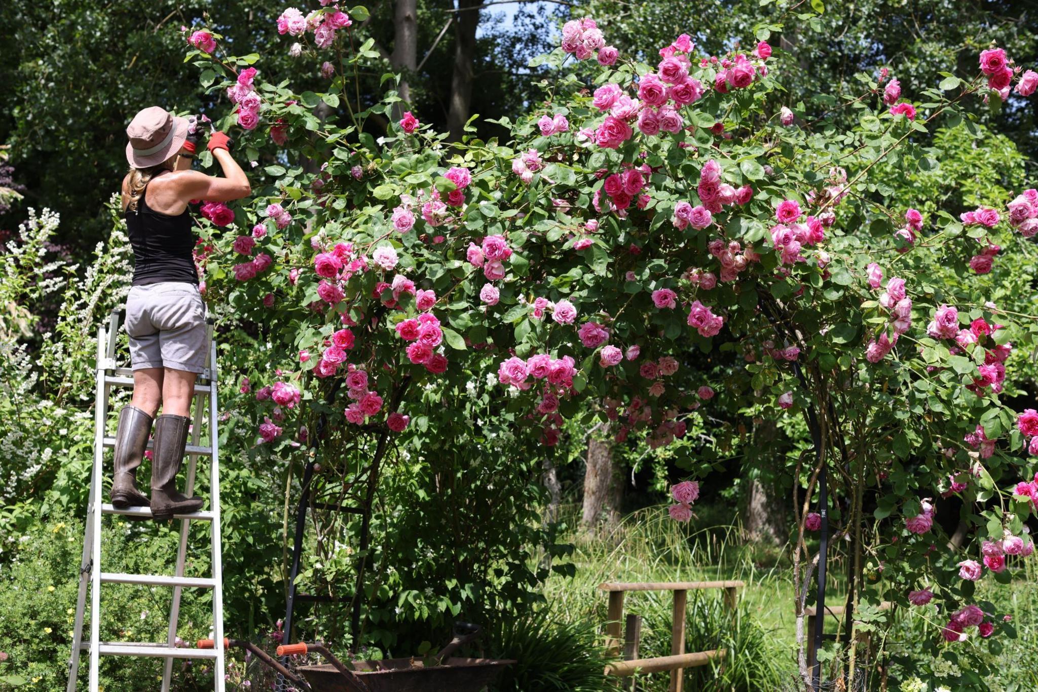 A woman up a ladder pruning a rose at the top of an arch in the garden