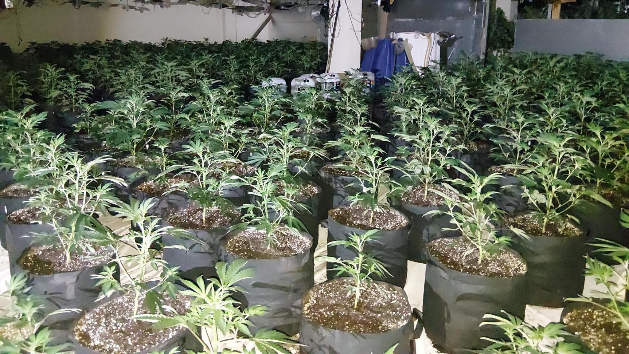 Smaller cannabis plants in large black pots inside a factory