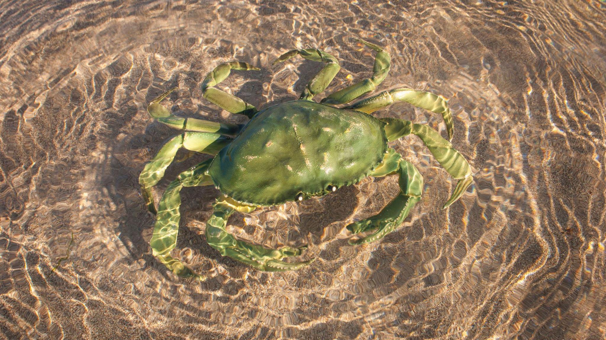 A bright green crab resting on the sand in shallow, clear water. The sea is rippling around it in bright sunlight, and the crab's legs are stretched out around it.