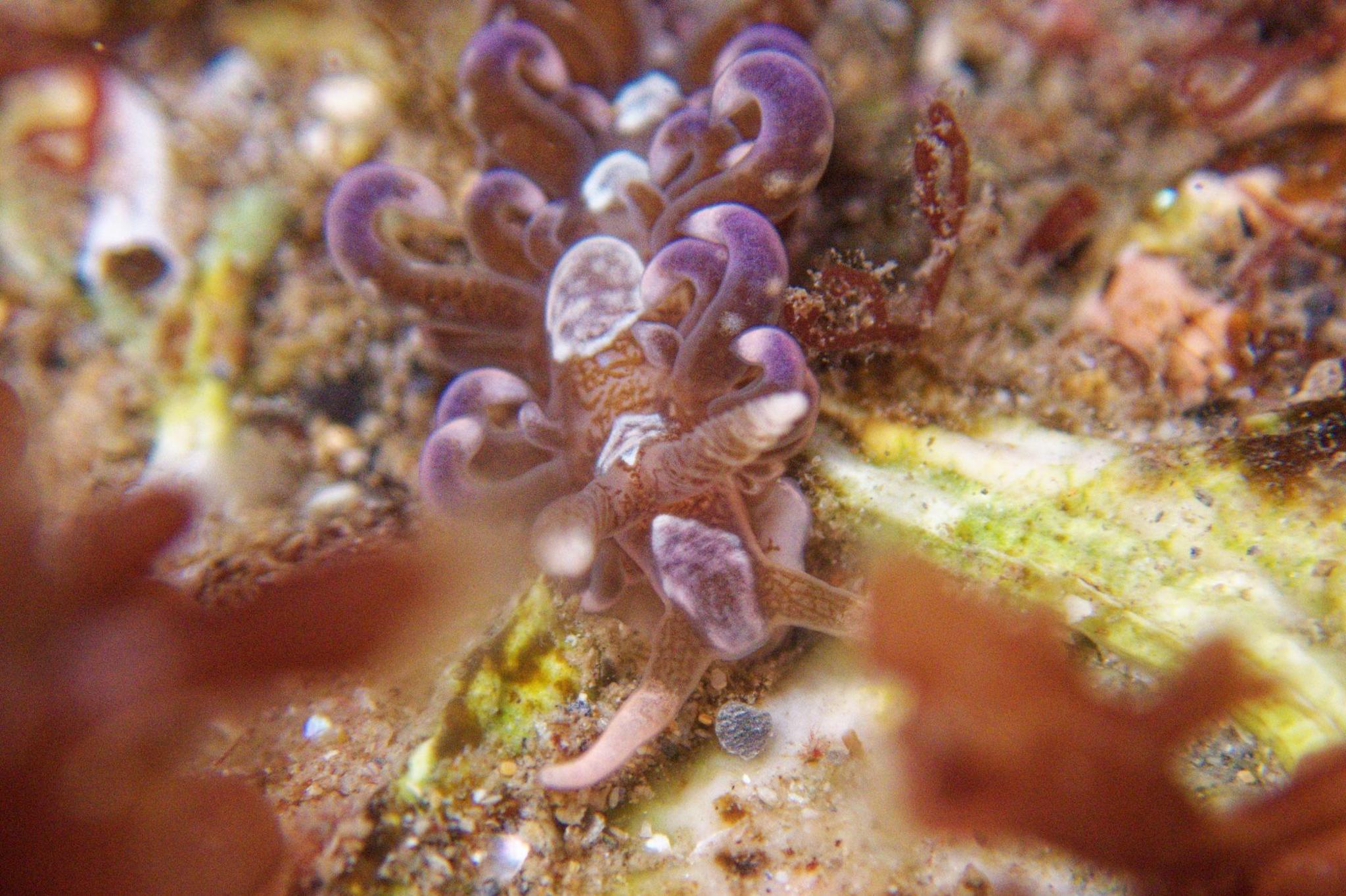 A purple sea slug with several flat, curled outgrowths on its body. It is moving over some marine vegetation.