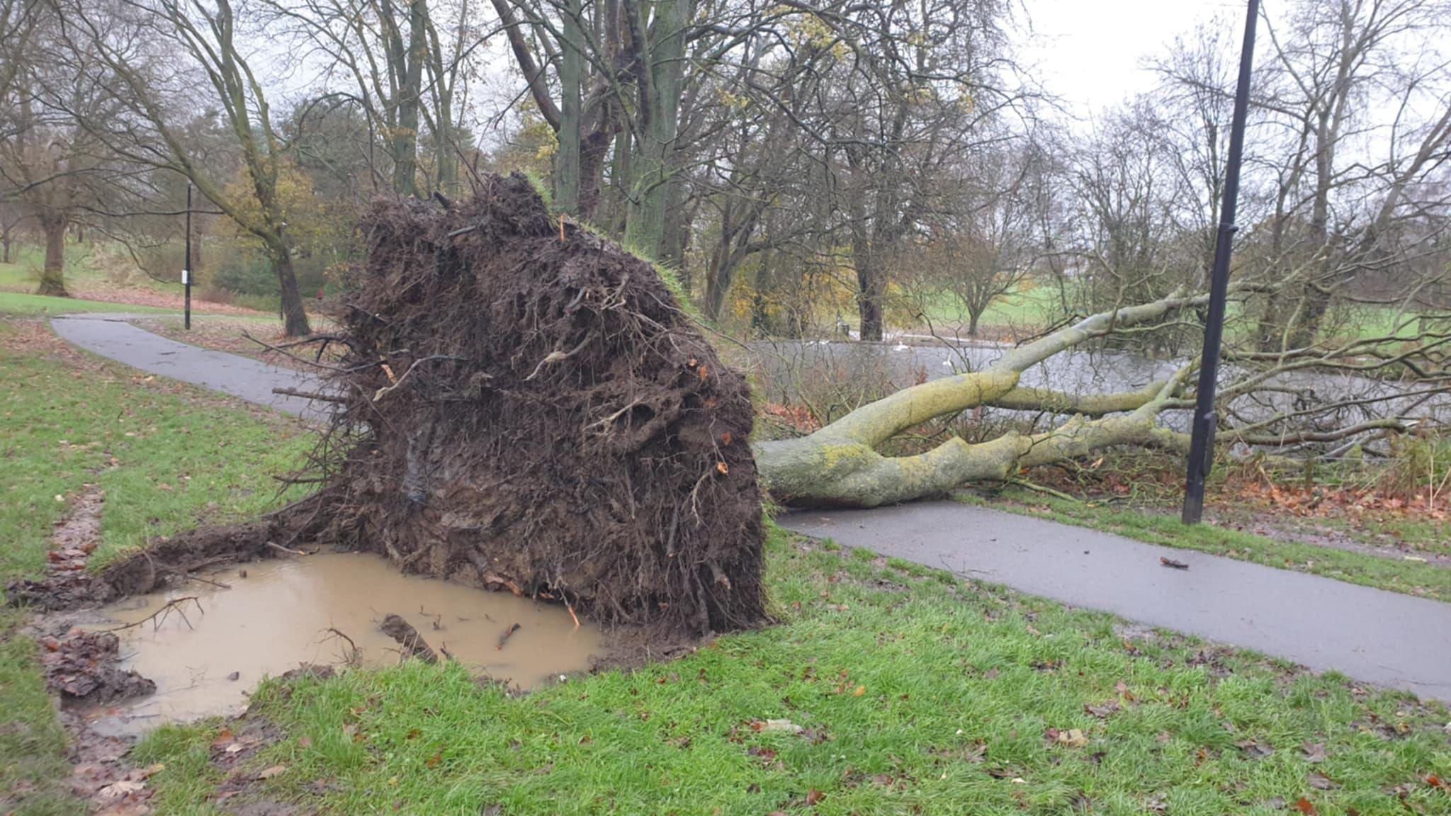 A large tree that has fallen across a path in Pittville Park in Cheltenham. The trees roots can be seen and it is near the park's duck pond.