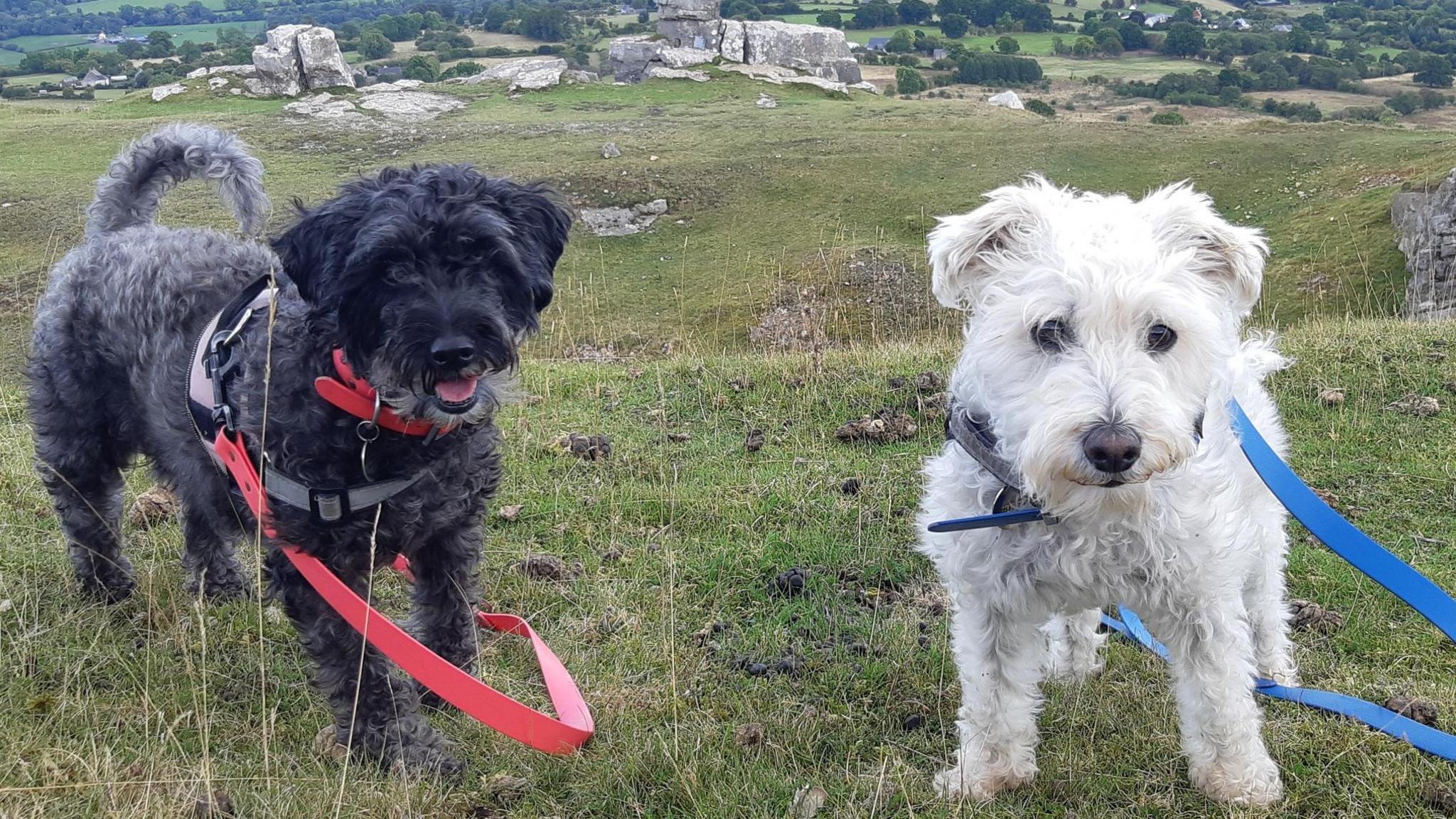 two dogs in a field