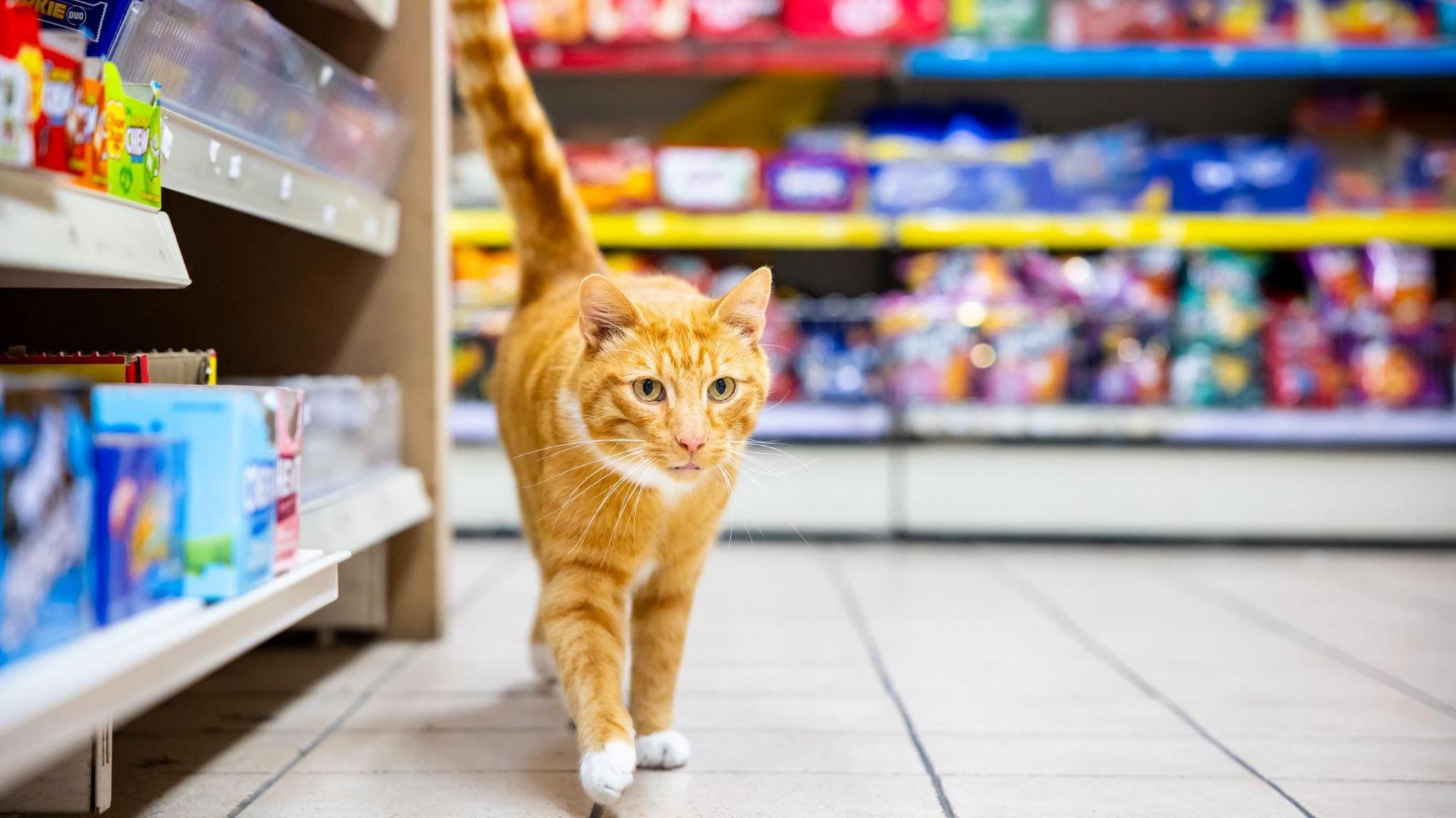 Ginger cat Fizz pictured walking through the supermarket aisles. White tiles can be seen on the floor, with blurred store items stacked on the shelves. Fizz has green eyes and looks at the camera with one paw infront of the other. 