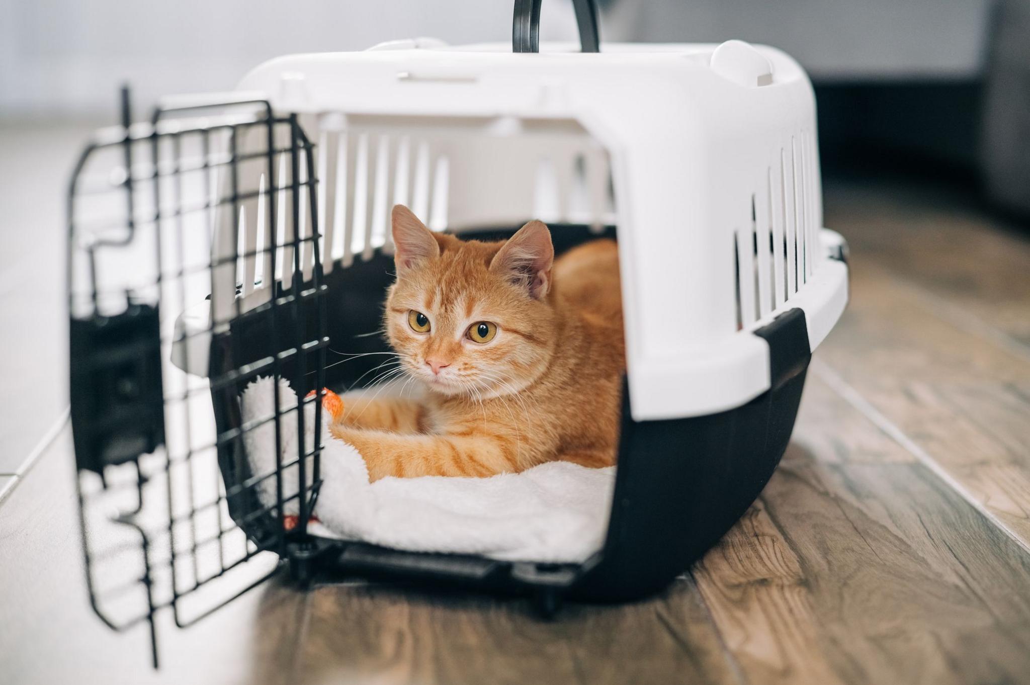 A ginger cat inside a pet carrier