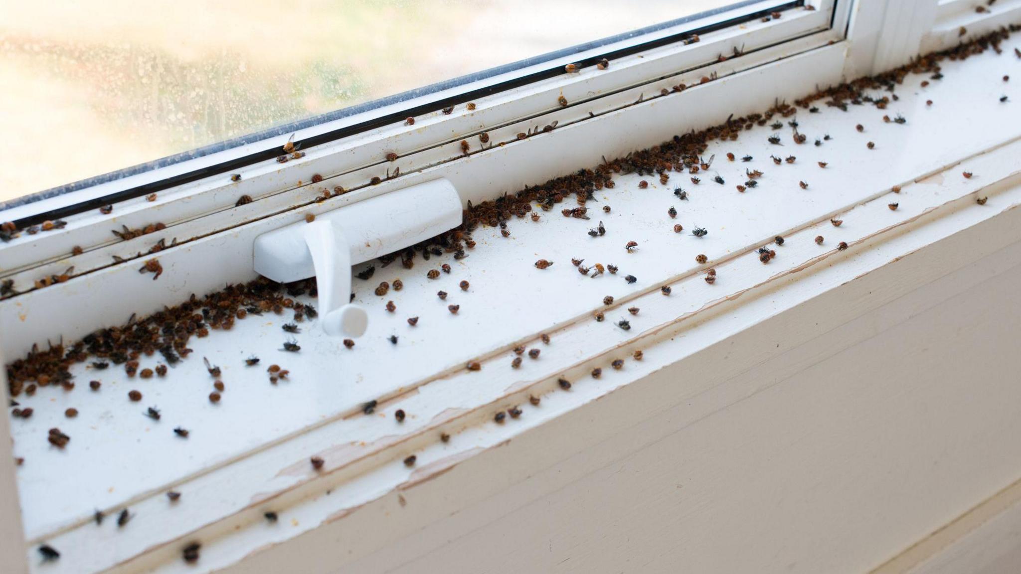 lots of ladybirds grouping together on a white windowsill in a house