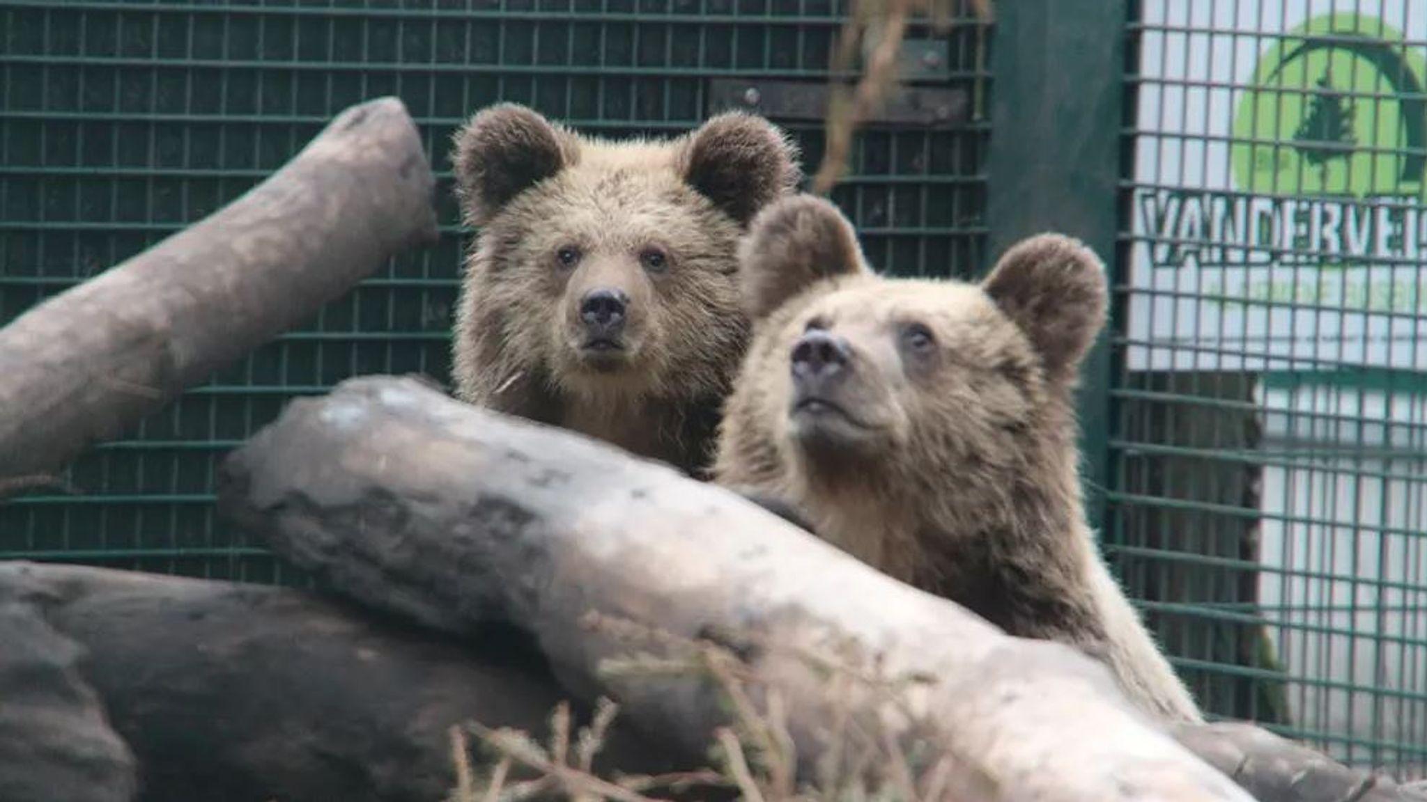 Mish and Lucy the brown bears.