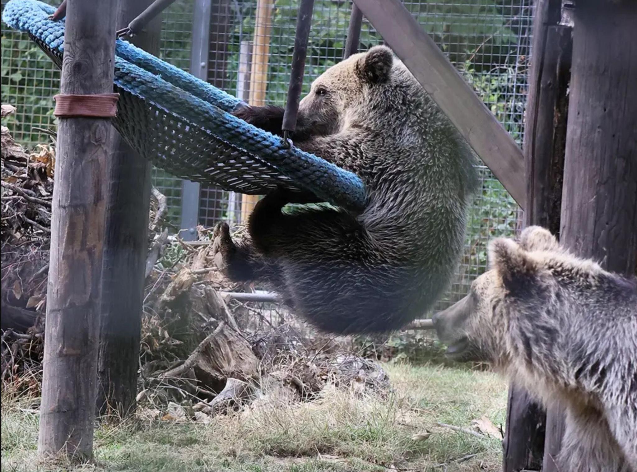 A bear plays on a large hanging basket as another looks on.