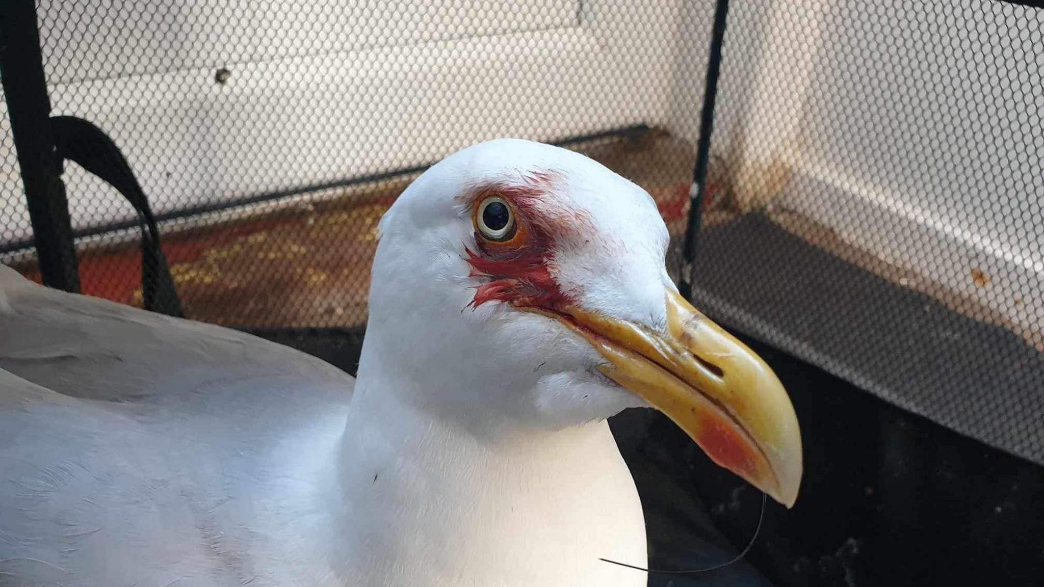 White herring gull with blood on its feathers around its eye