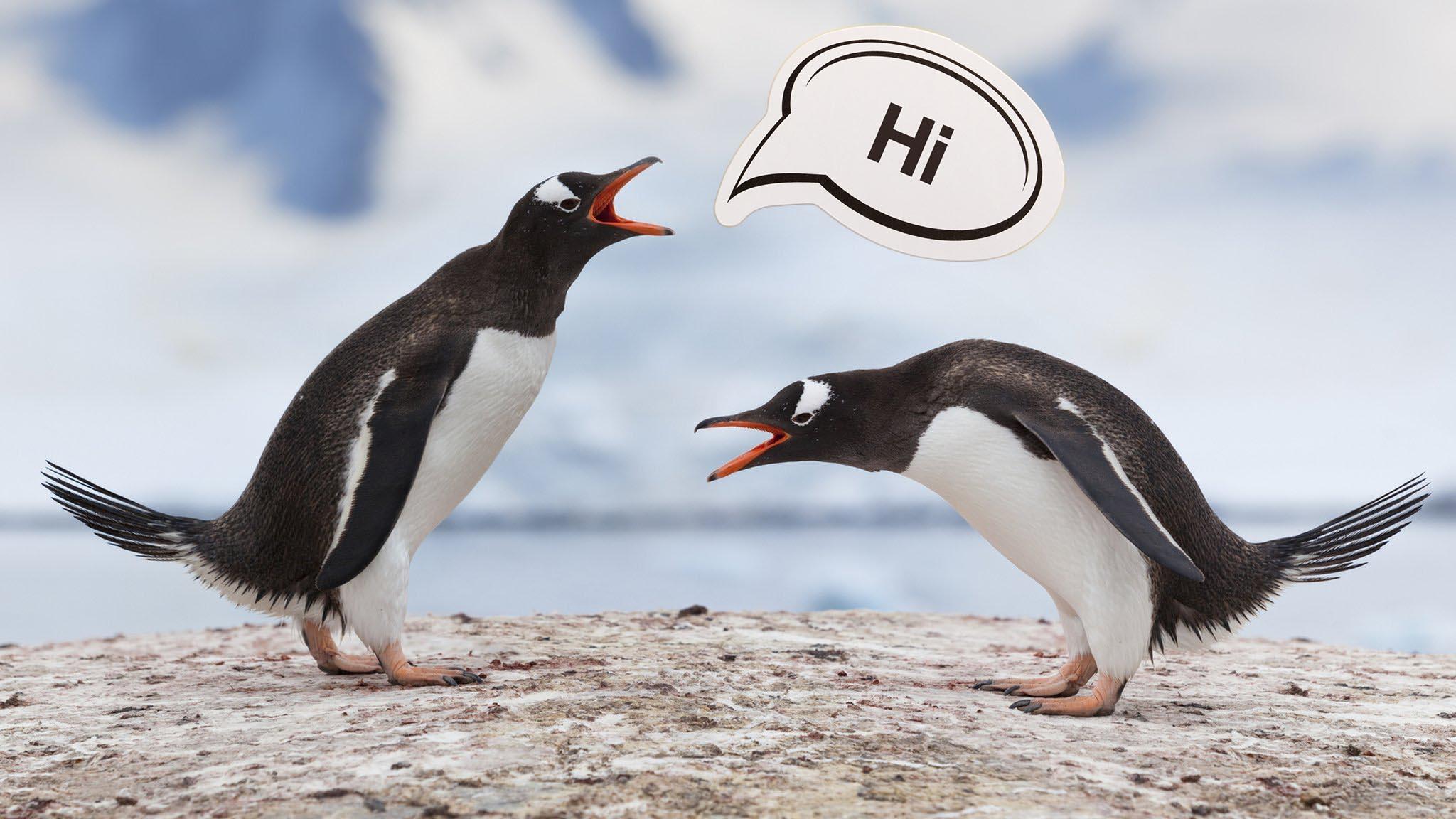 Penguins-talking-to-each-other.