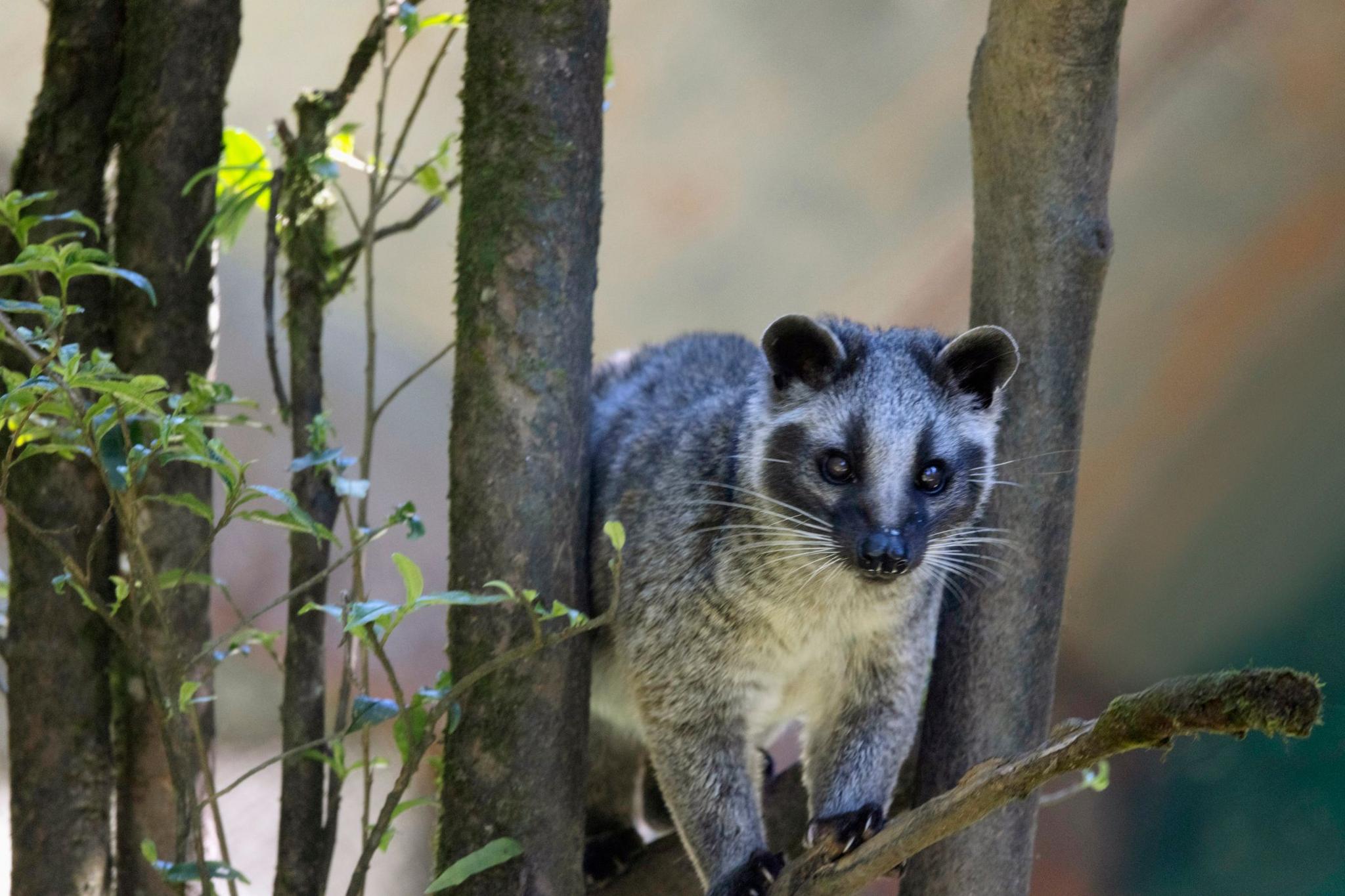 A masked palm civet sitting in a tree