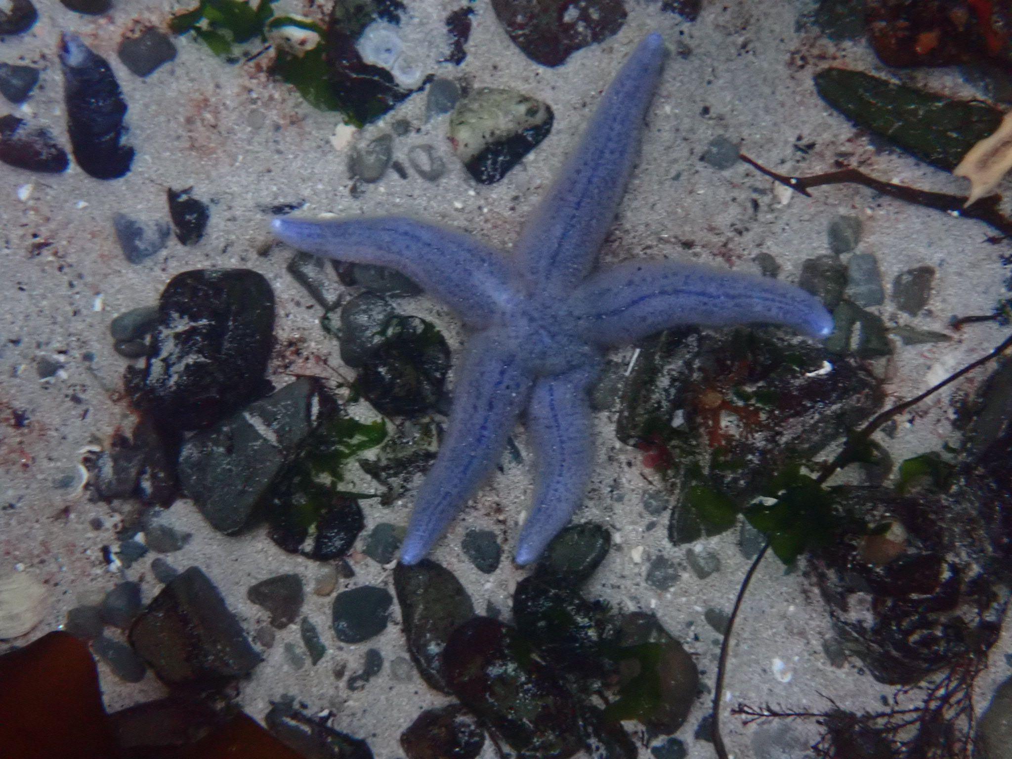 Blue starfish on the sandy ocean floor among rocks and pebbles