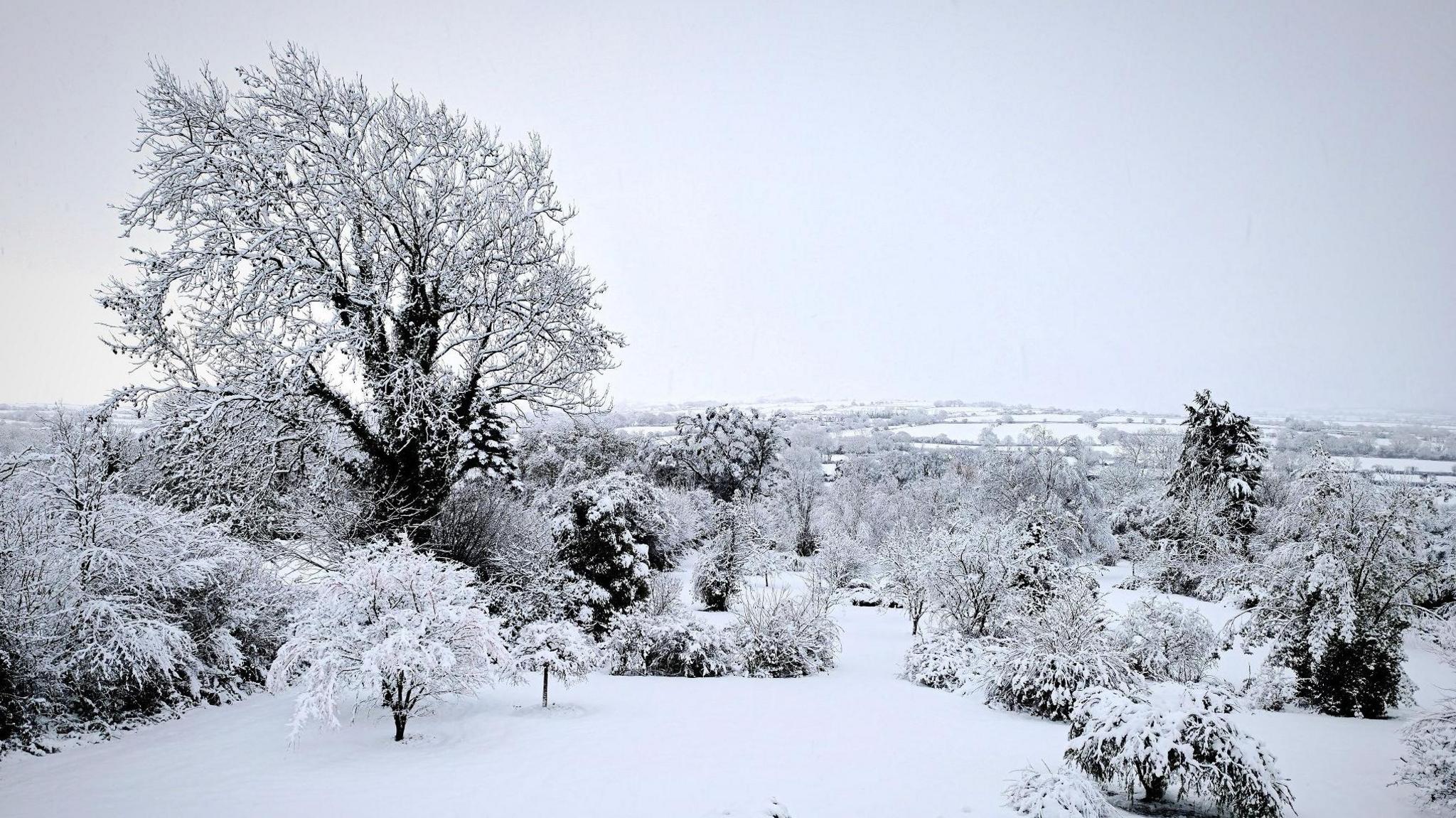 Snow-covered fields and trees with hills covered in snow in the background