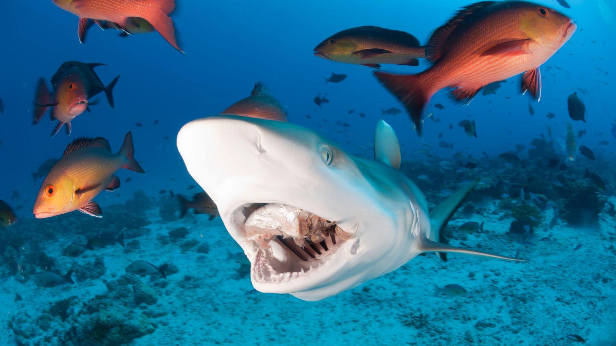 large shark surrounded by fish in the water. 