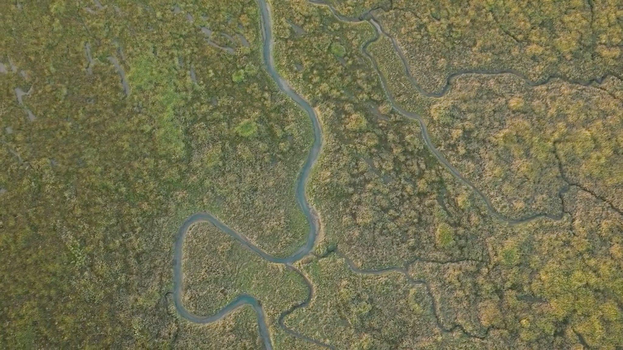 The image shows a saltmarsh from above. Channels of tidal water flow through an uneven, green landscape of marshland grasses and other plants.
